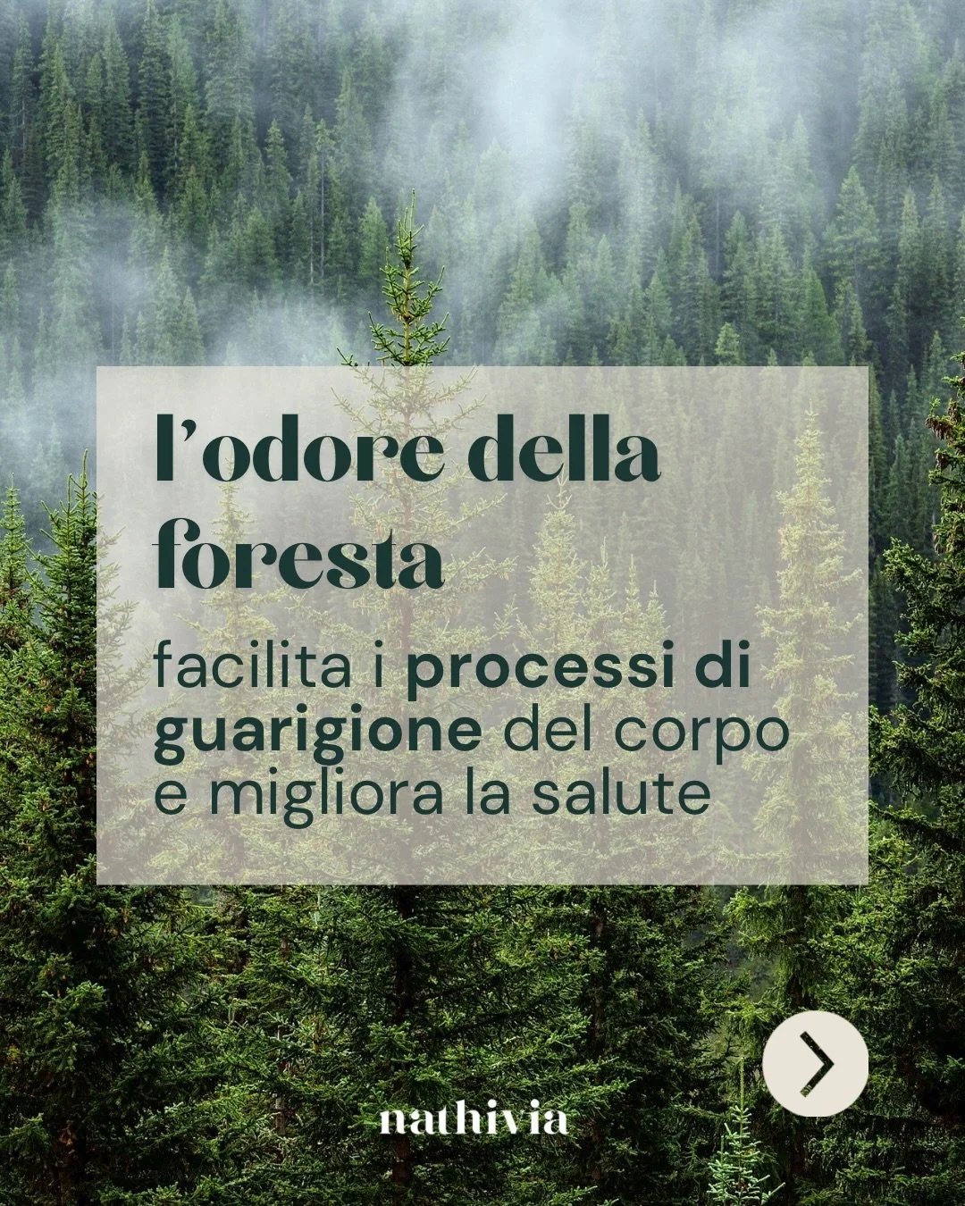 🌲A volte basta fare due passi in Natura per sentirsi meglio&hellip;per davvero.

I fitoncidi rilasciati dalla foresta migliorano il sistema immunitario e aumentano la produzione di cellule Natural Killer, riducono il cortisolo e abbassano la pressio