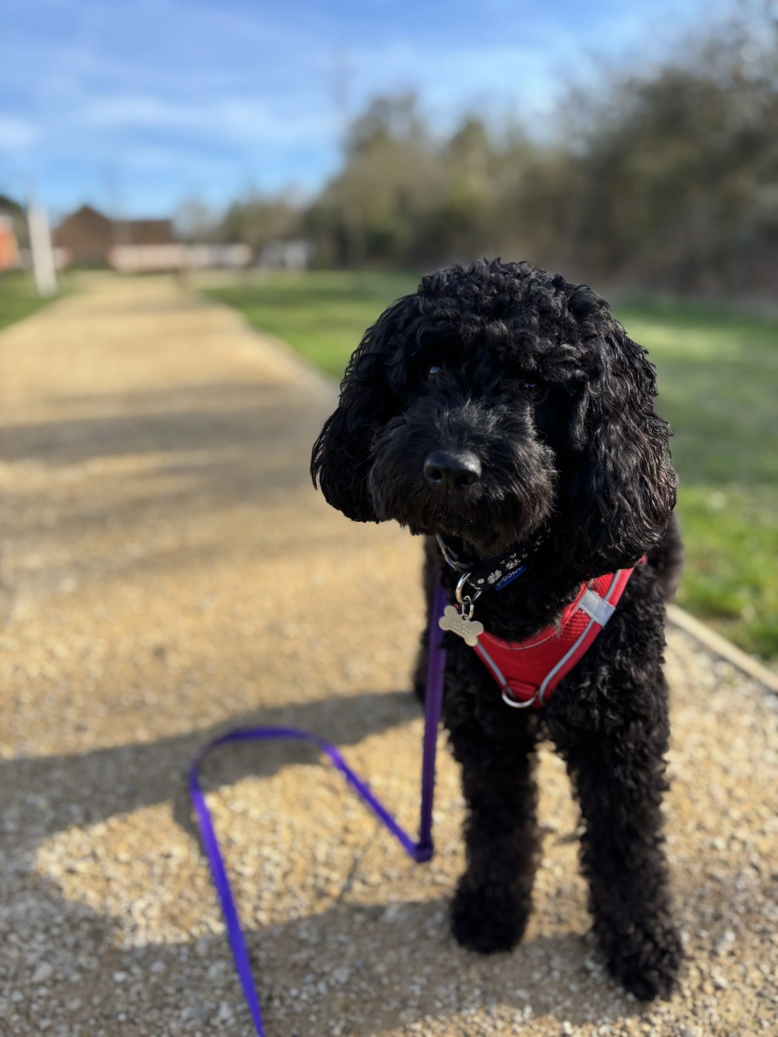 Black curly-haired dog on a walk in a park, wearing a red harness with a purple leash, standing on a gravel path with grass and trees in the background under a partly cloudy sky.