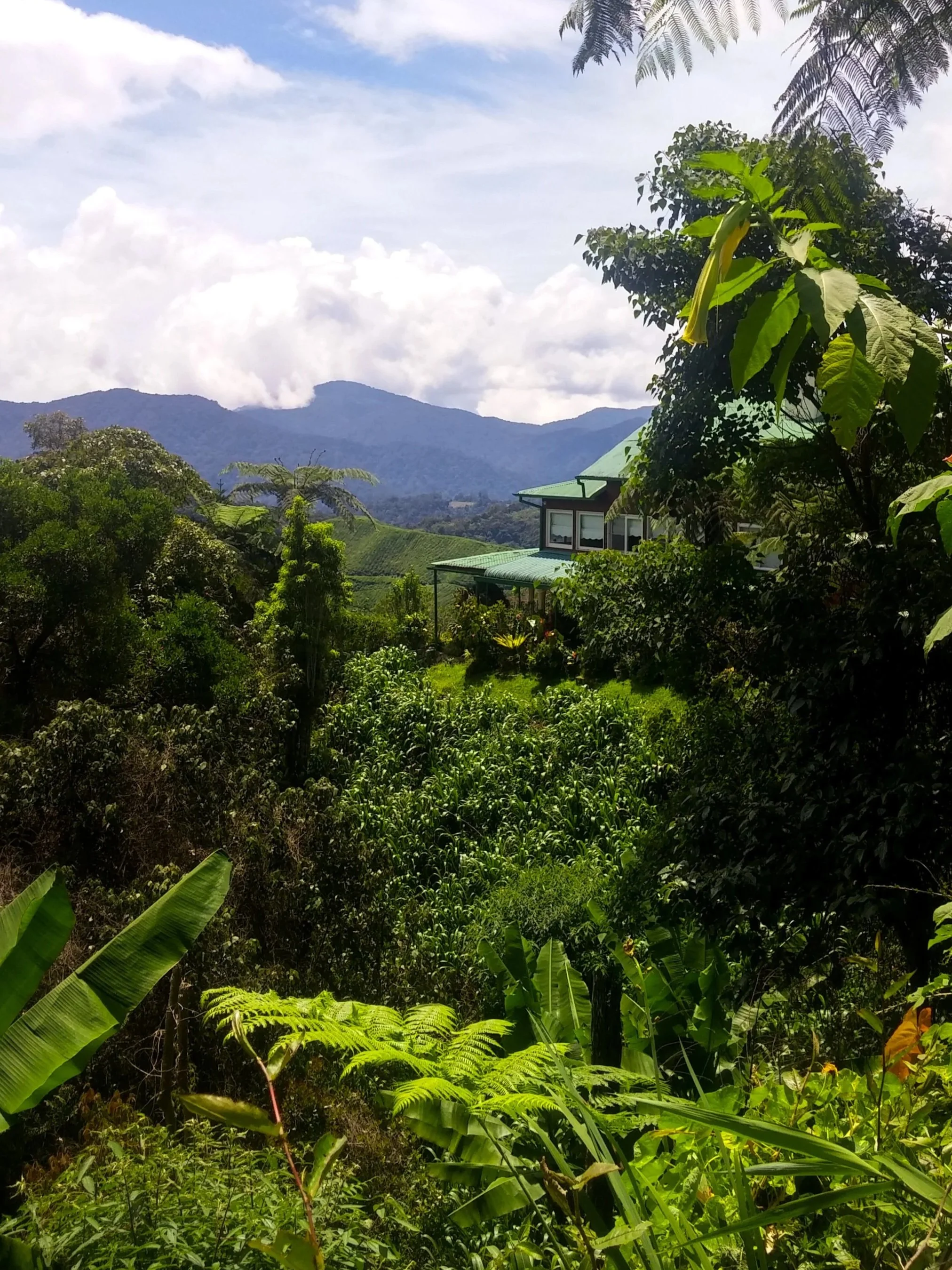 Hikes, Highlands &amp; Hot Tea: A Guide to Malaysia’s Coolest Escape