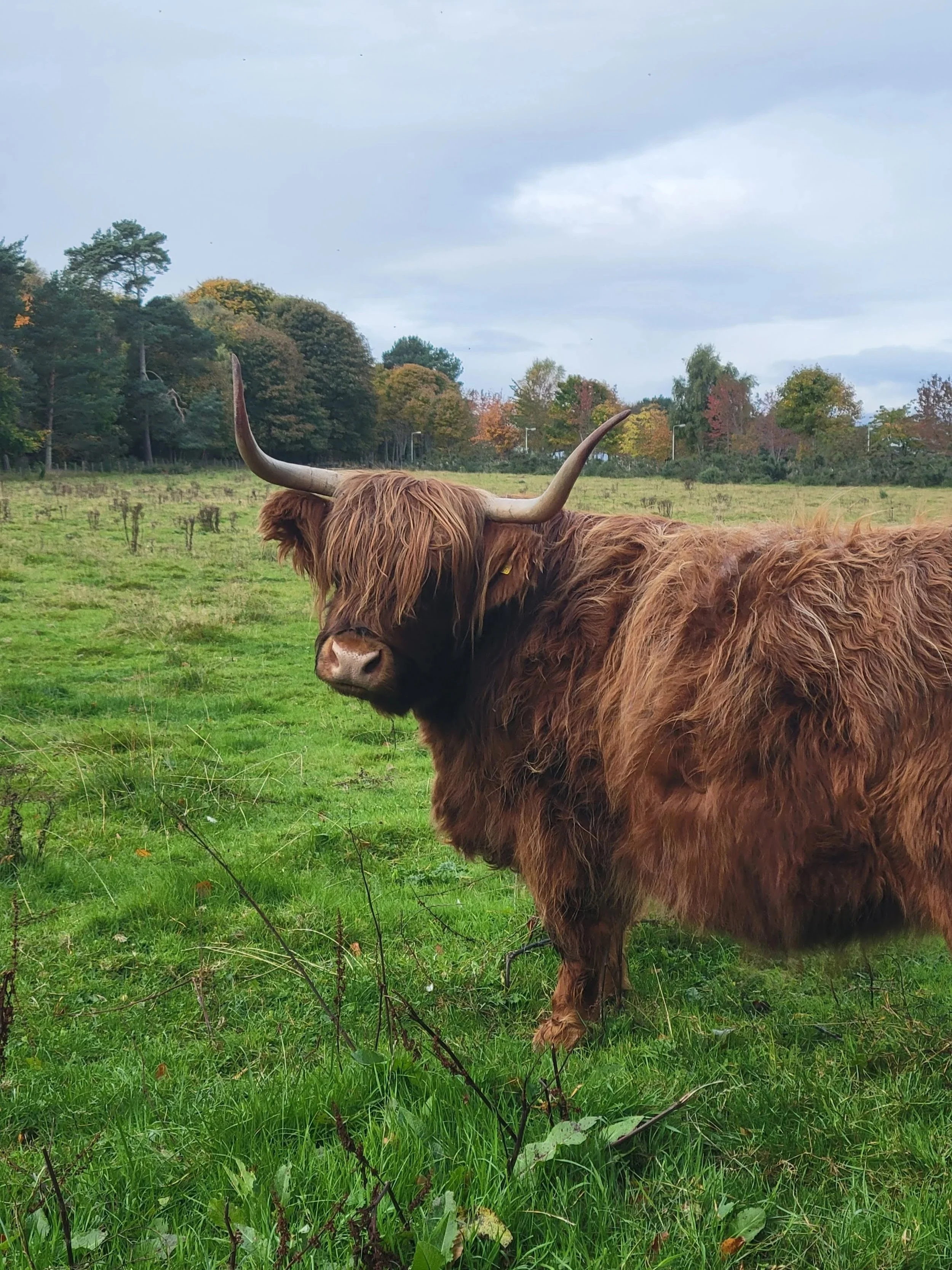 Highland Cow