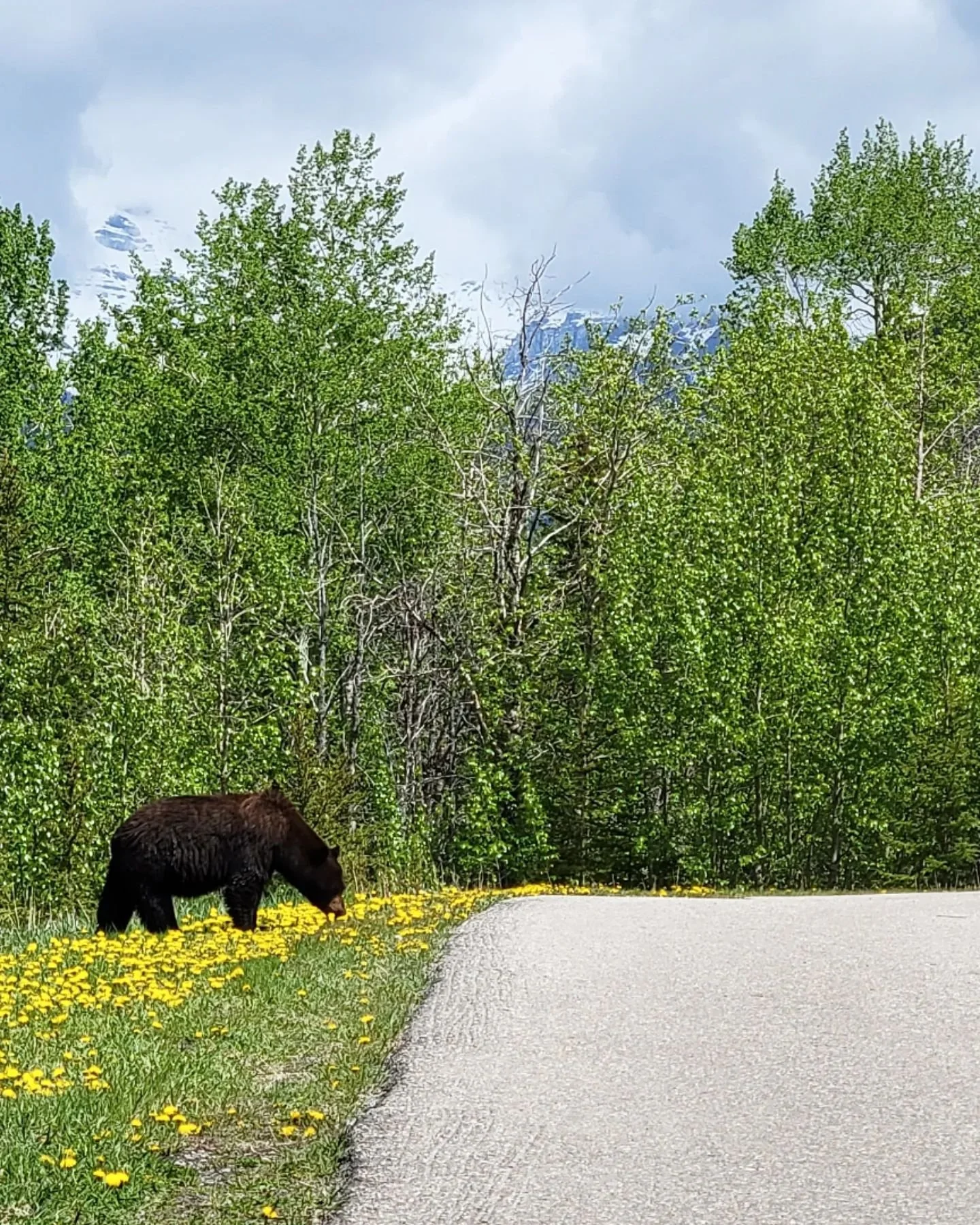 Bear at Sundance Canyon
