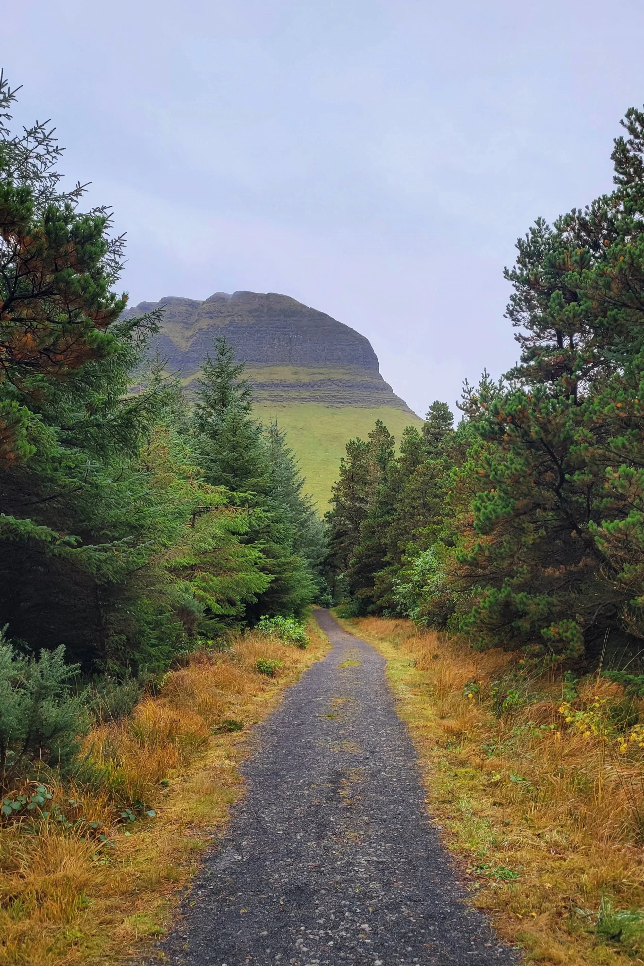Ben Bulben Forest Walk