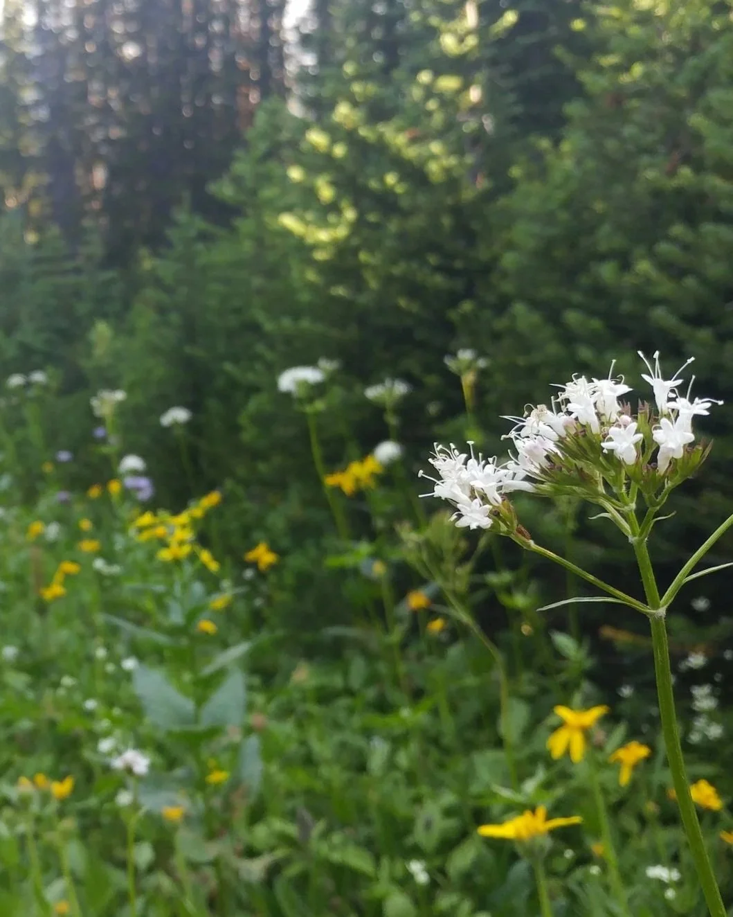  Wildflowers on the way up to the ridge 