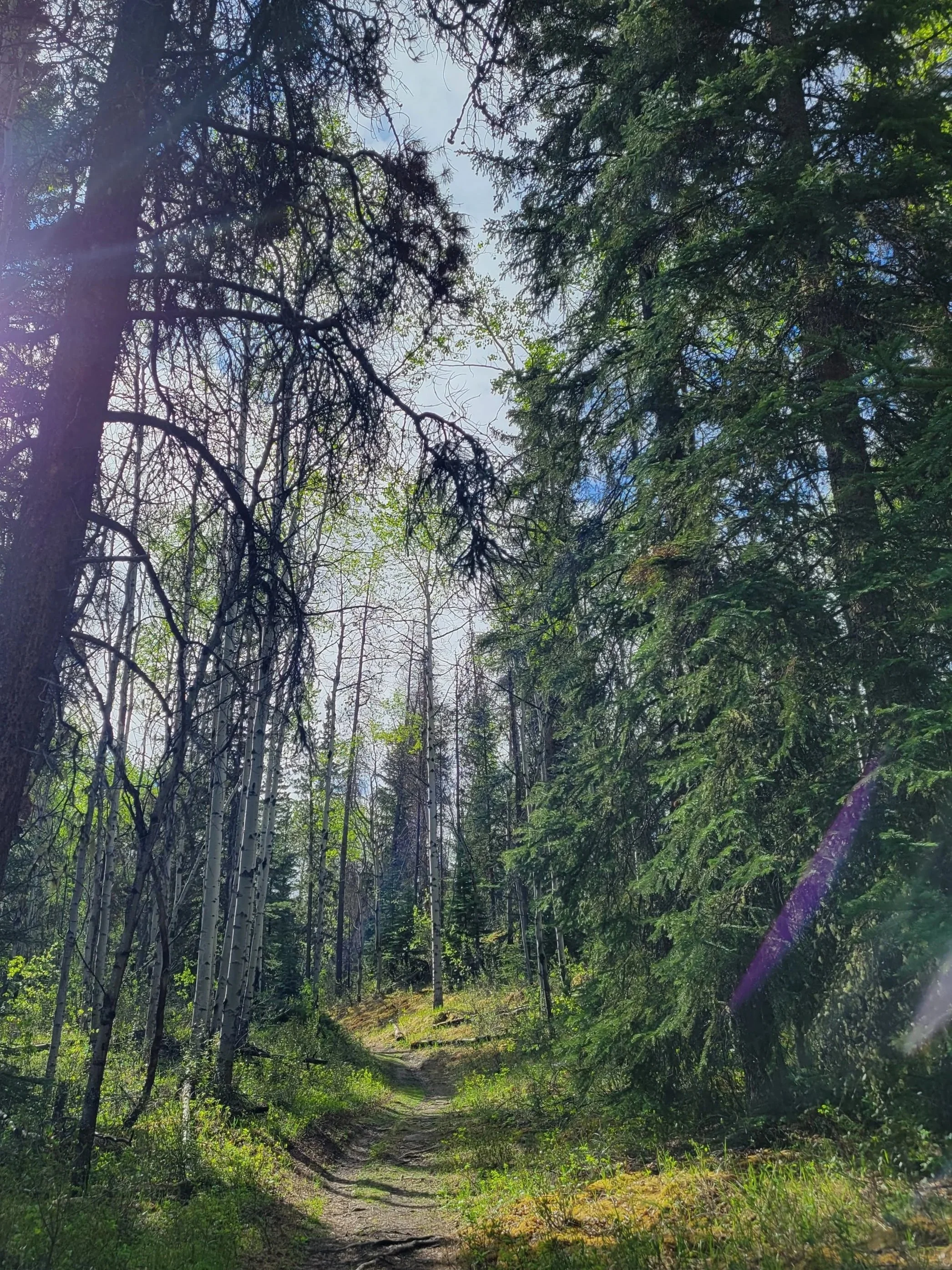 Walking through the trees