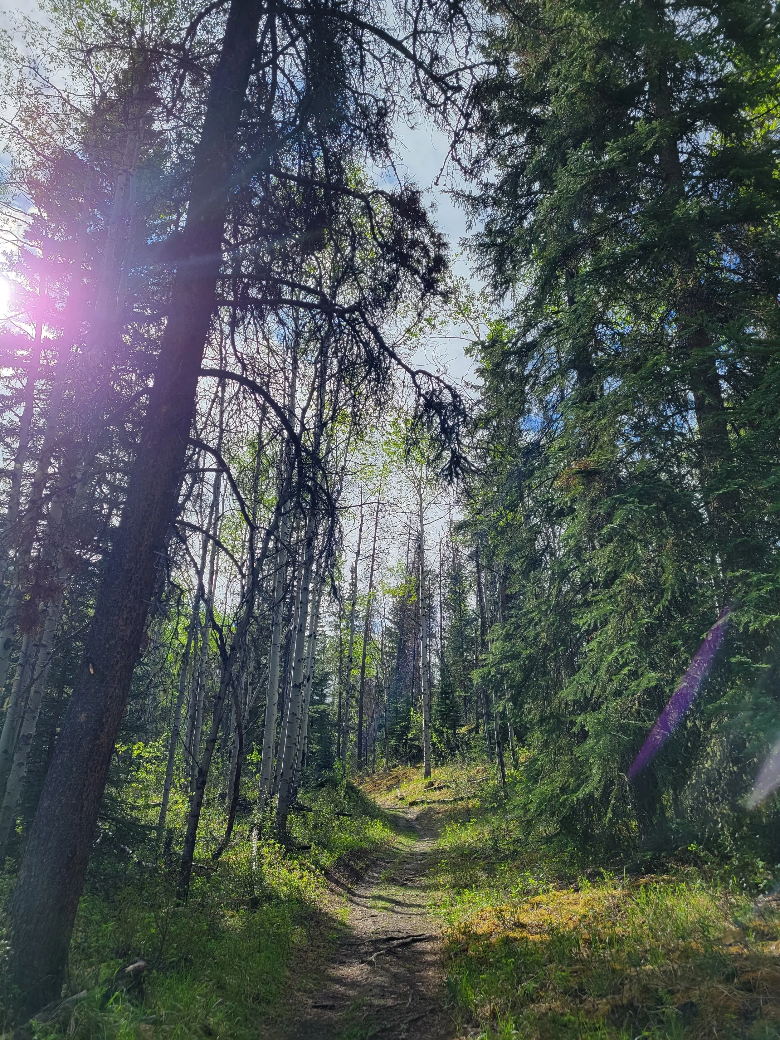 Jasper Guide: Best Hikes &amp; Scenic Drives | Canadian Rockies