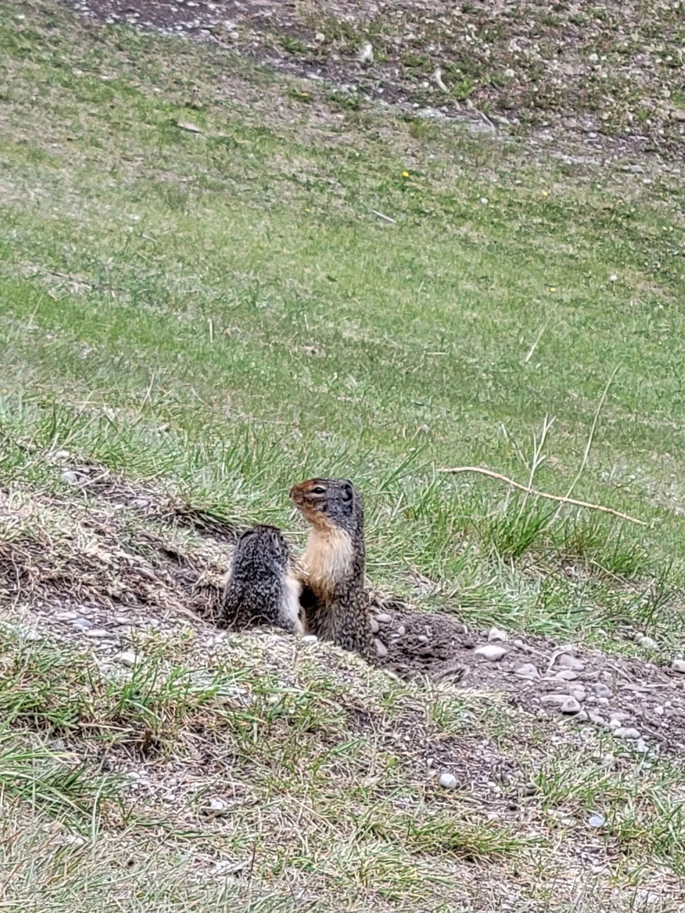 Ground squirrels at Cascade Ponds