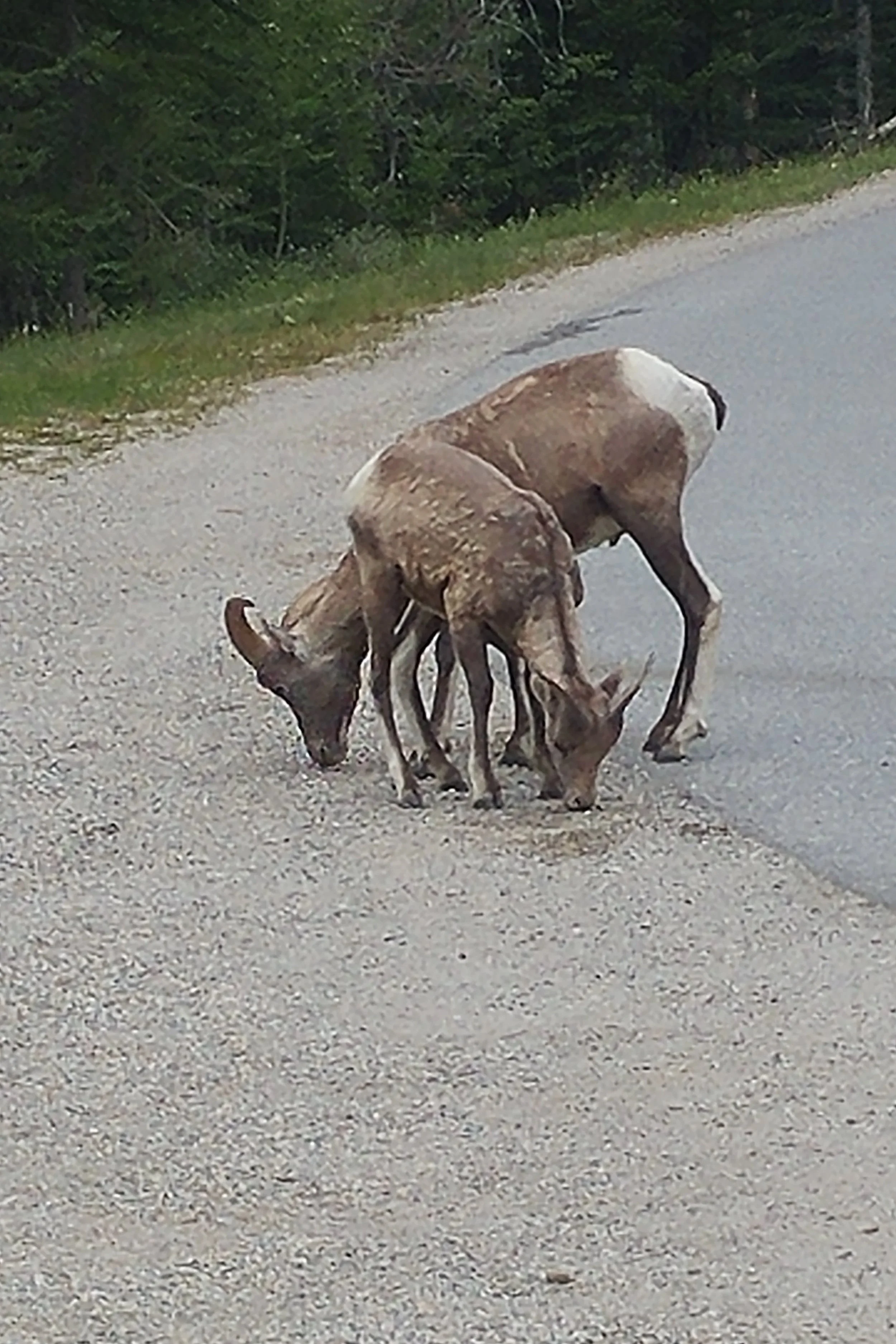 Big horned sheep on the road up Mount Norquay
