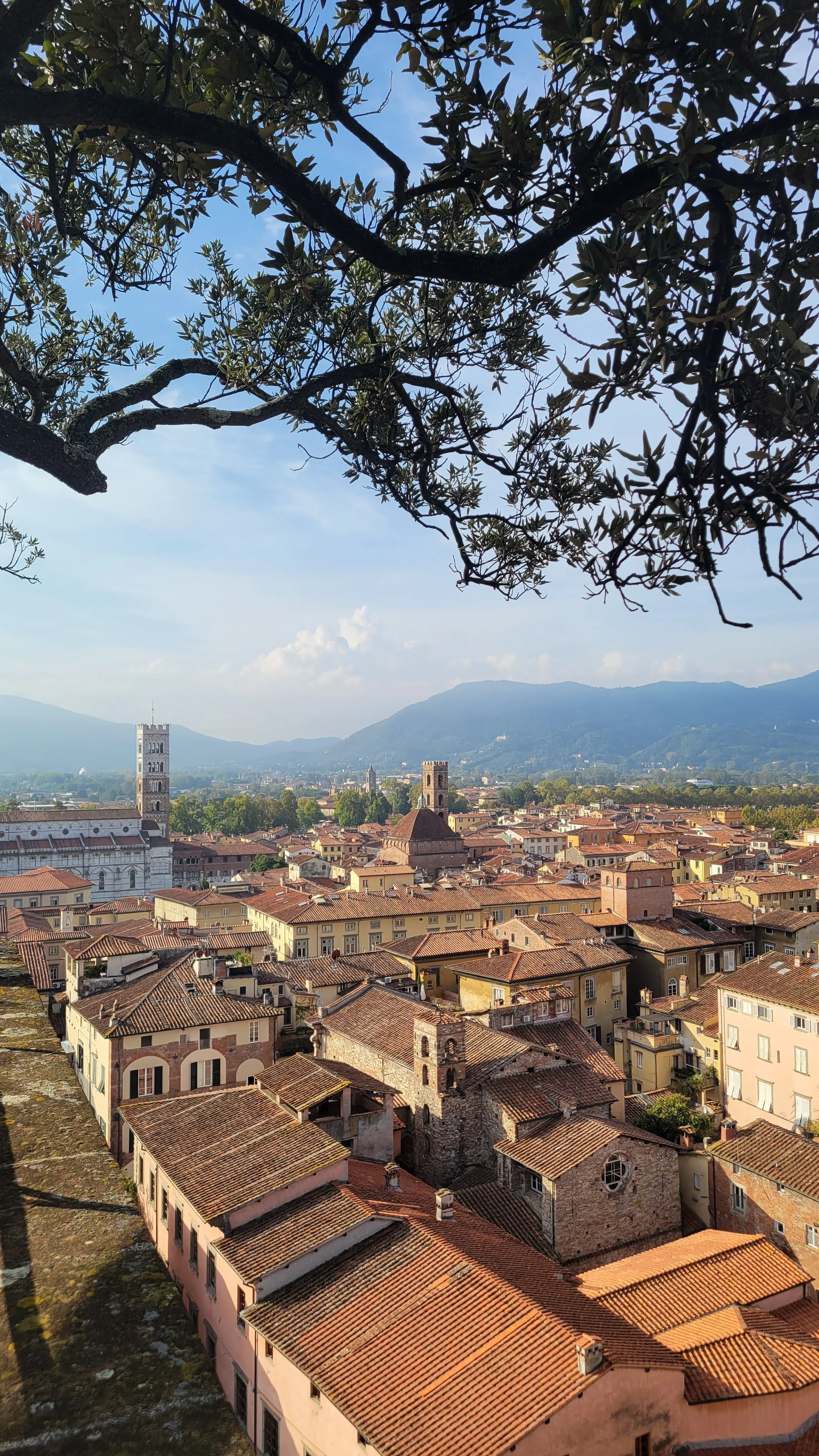 View from the top of Torre Guinigi