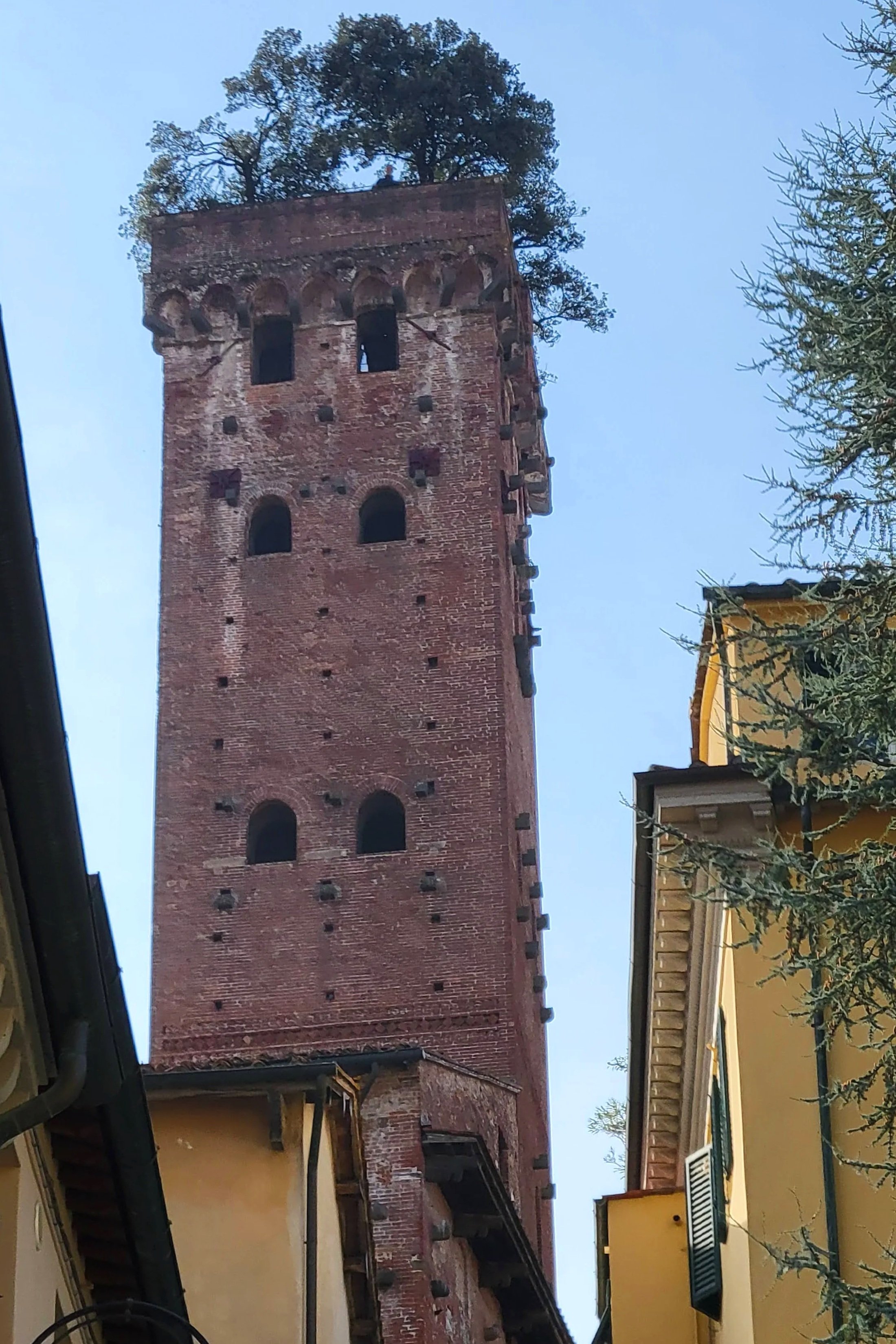 Looking up at Torre Guinigi