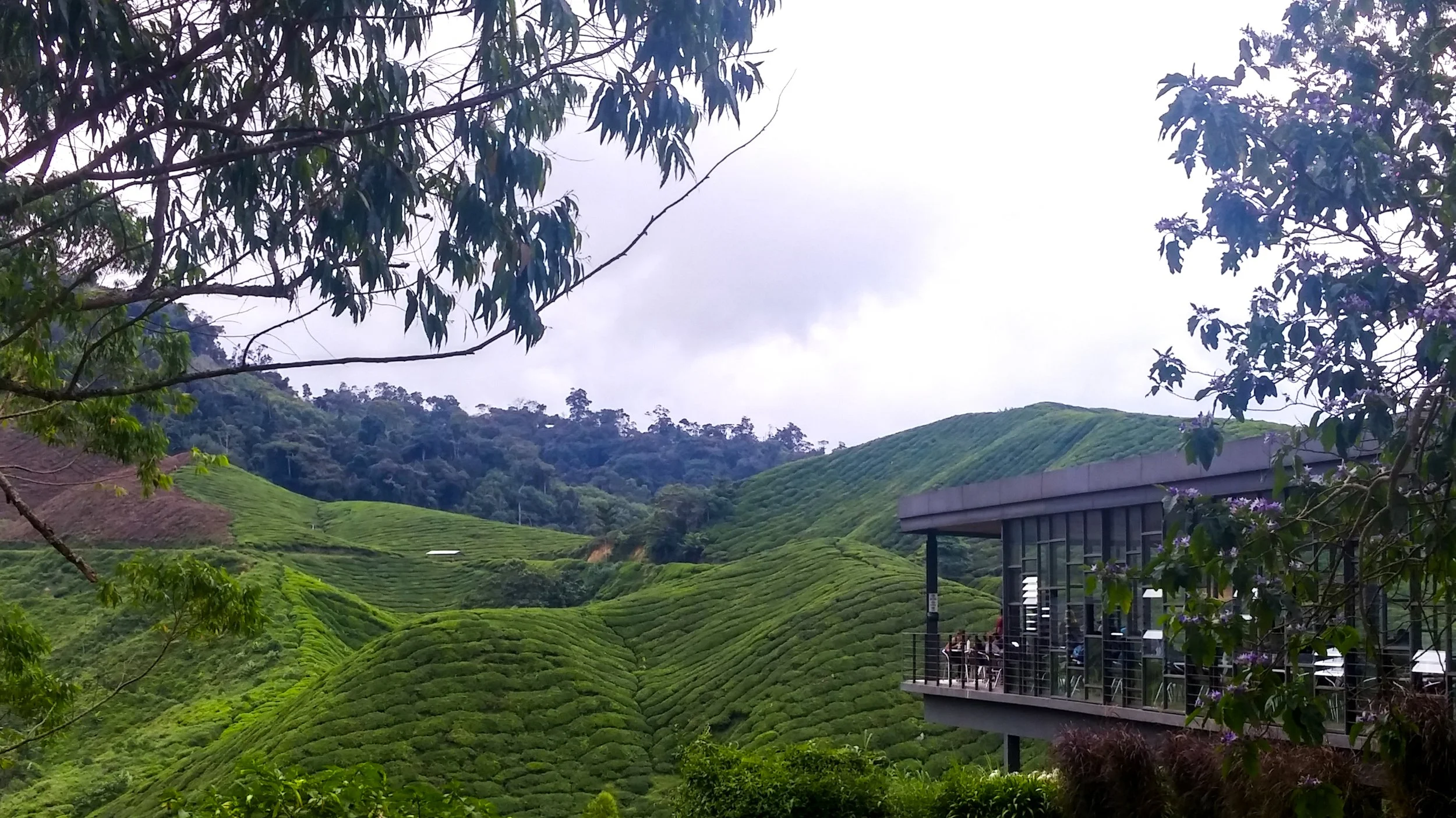 The BOH Tearoom raised above the rolling hills covered in tea fields.