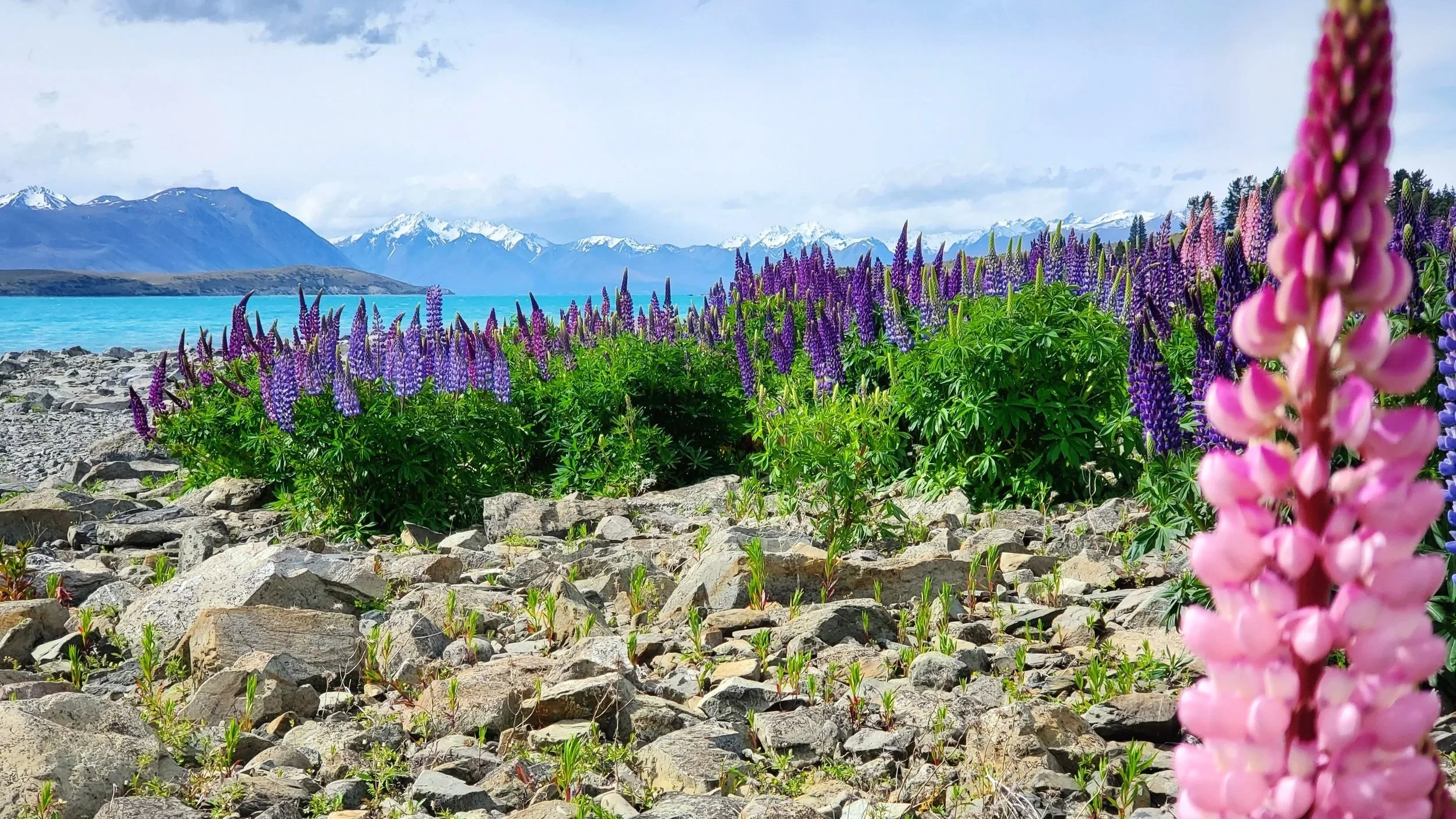Pink and purple lupin flowers infront of crazy blue lake tekapo with snow capped mountains behind