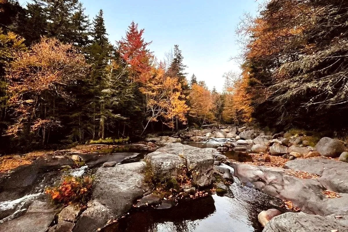 orange and red trees lining rocky stream