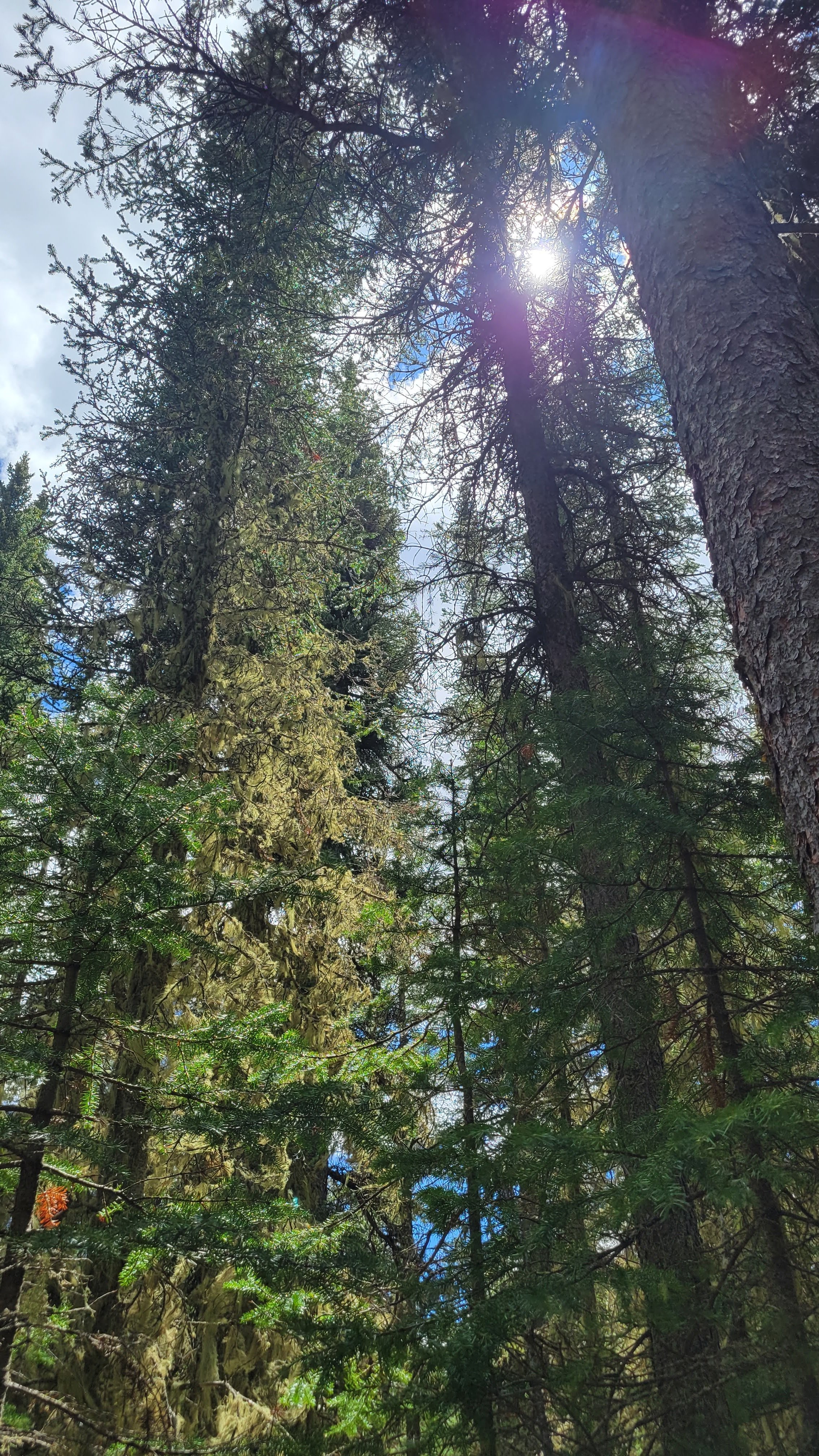 sun shining through the tall pine trees in Jewell Pass Kananaskis