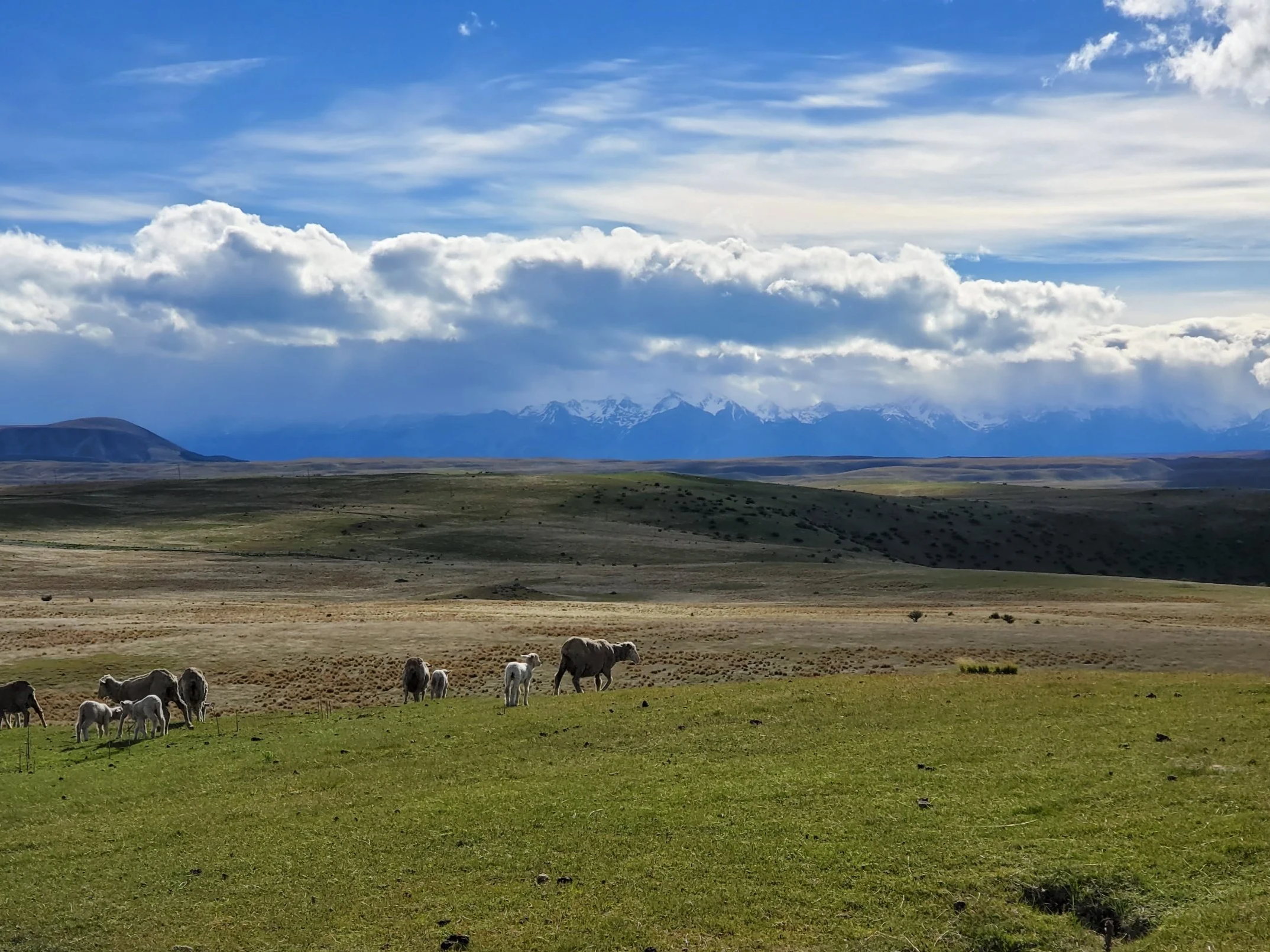 view of the fields opposite lake tekapo. sheep are grazing. puffy white clouds in sky