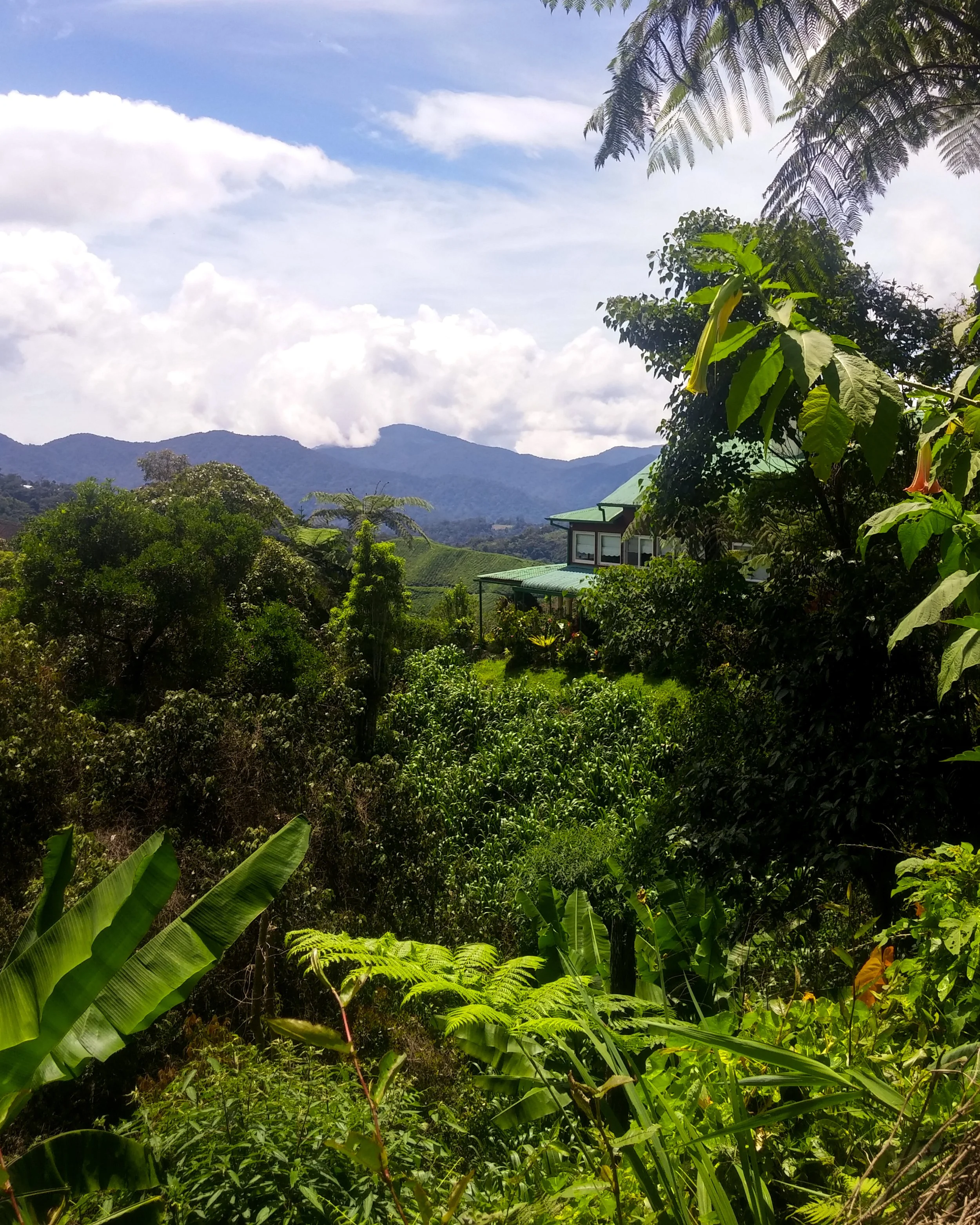 Lush greenery flooding the view, cloudy hills in the background