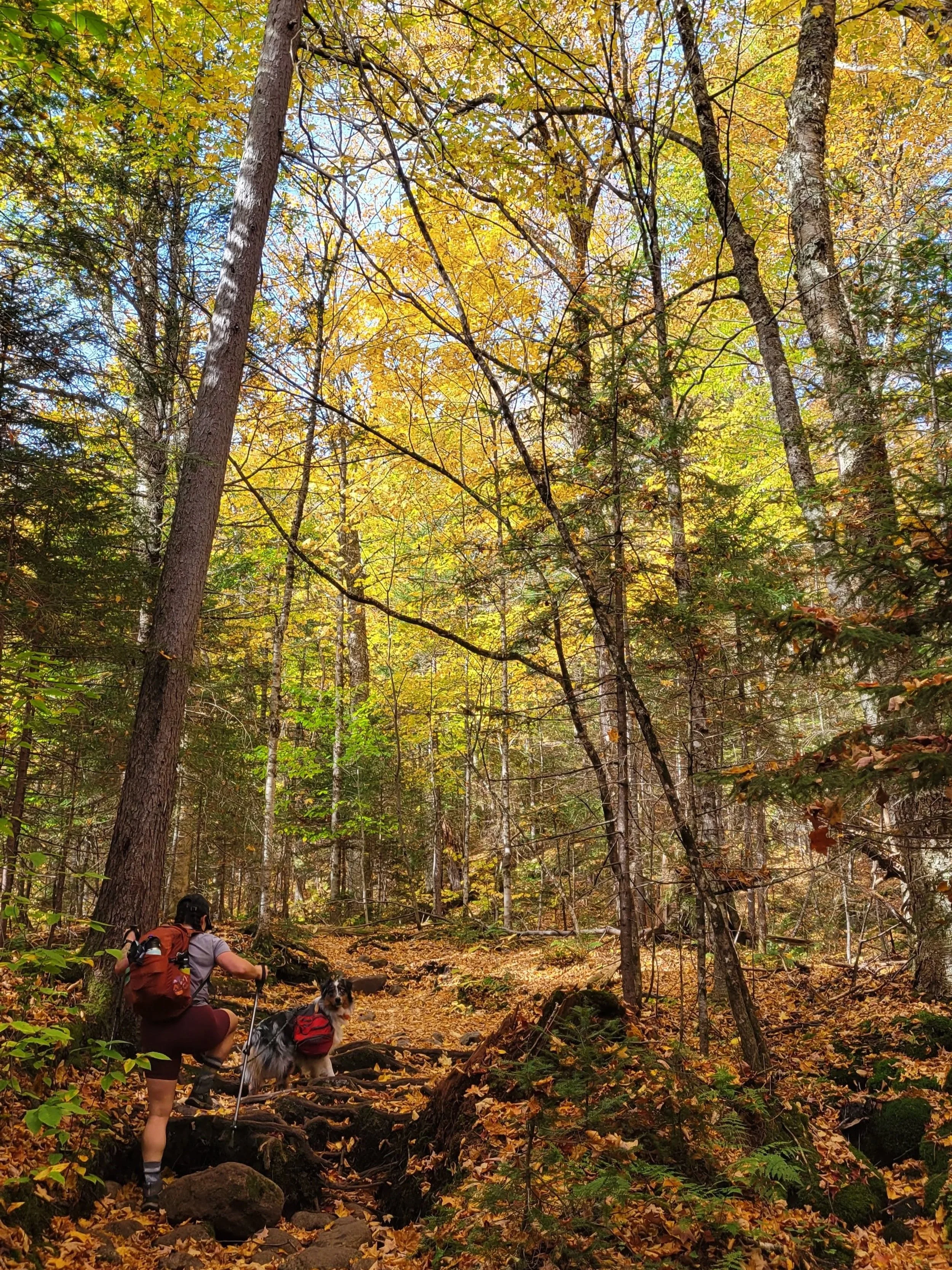 Phelps Trail in fall in High Peaks Wilderness, Adirondacks