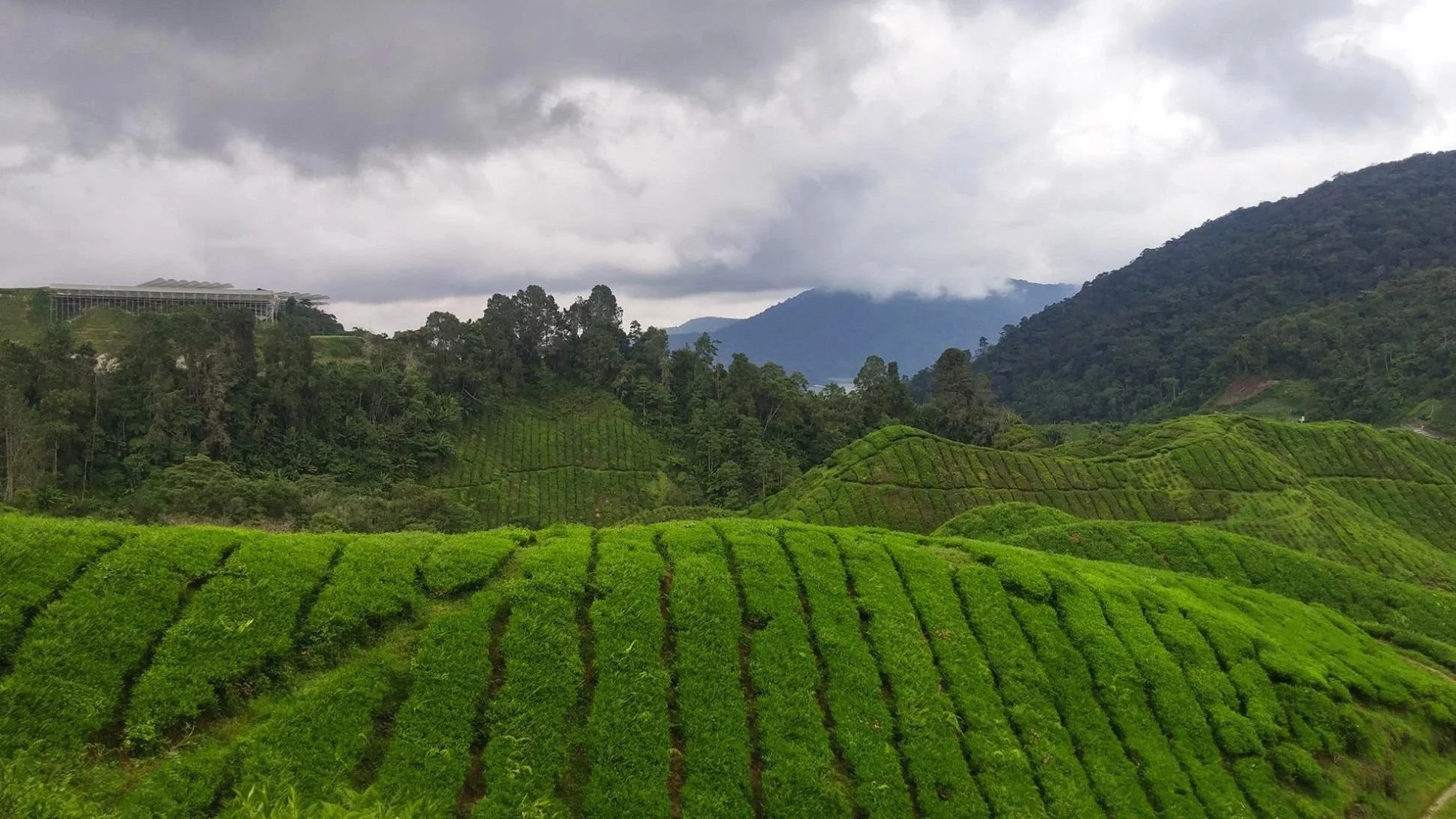 Rolling green hills of tea fields under cloudy skies.