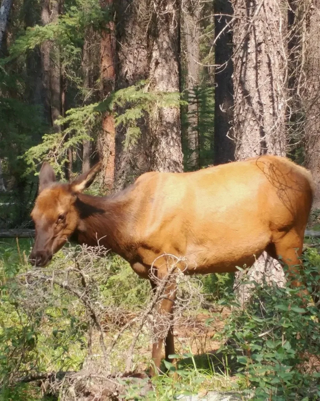 a young elk wandering through the trees