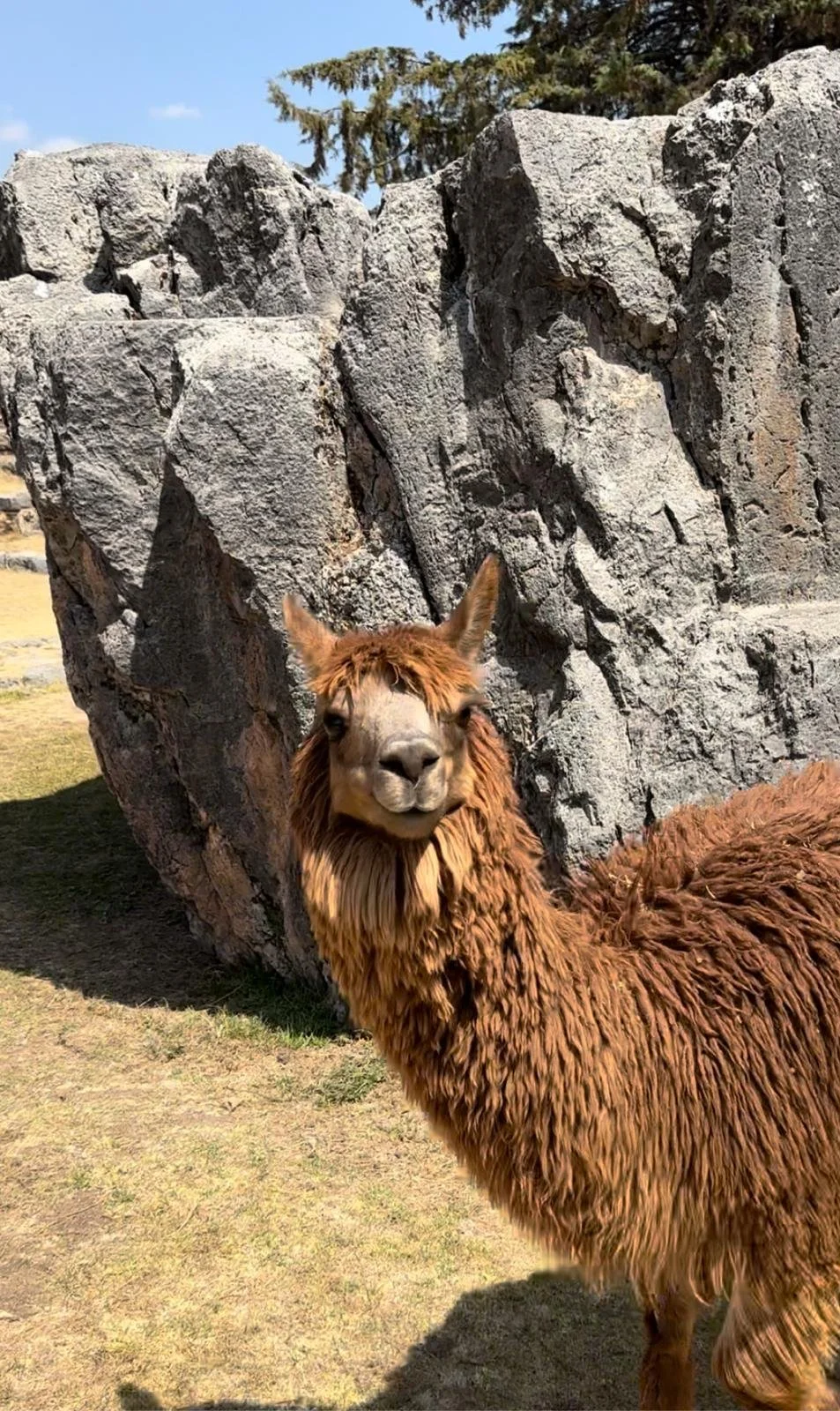 Alpaca at Saqsaywaman