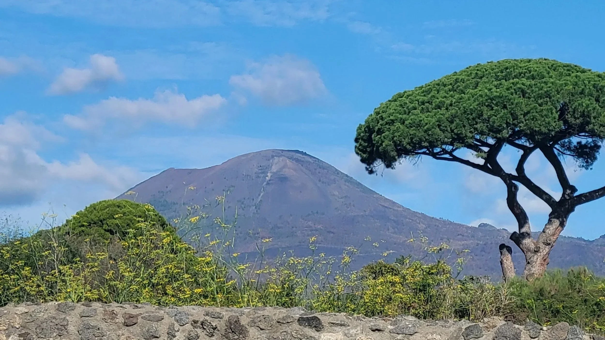 Mount Vesuvius in the distance, a pine tree nearby