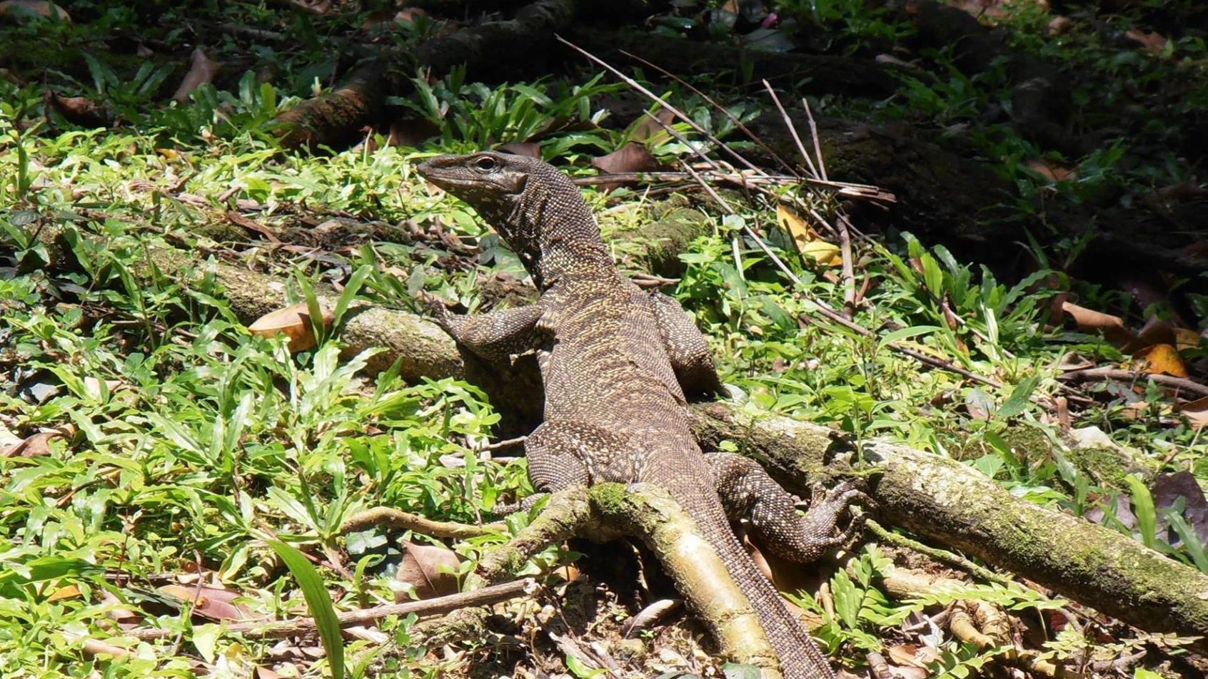 Monitor lizard laying in the grass