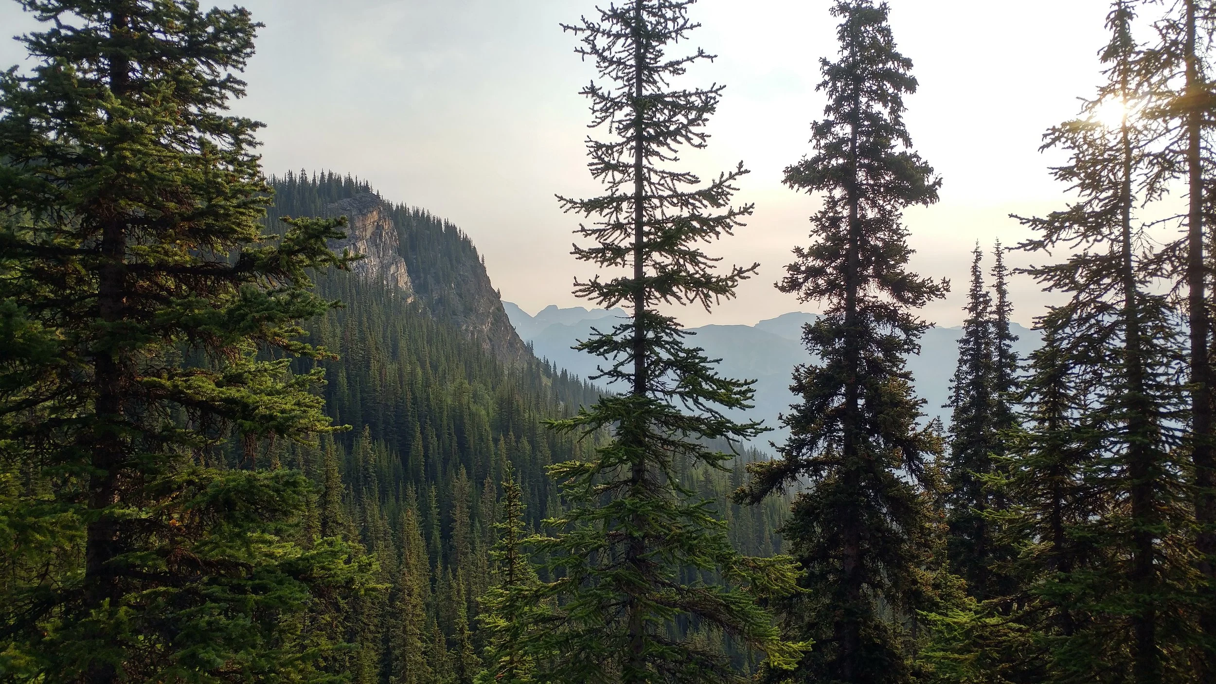coutless pine trees lining the mountains