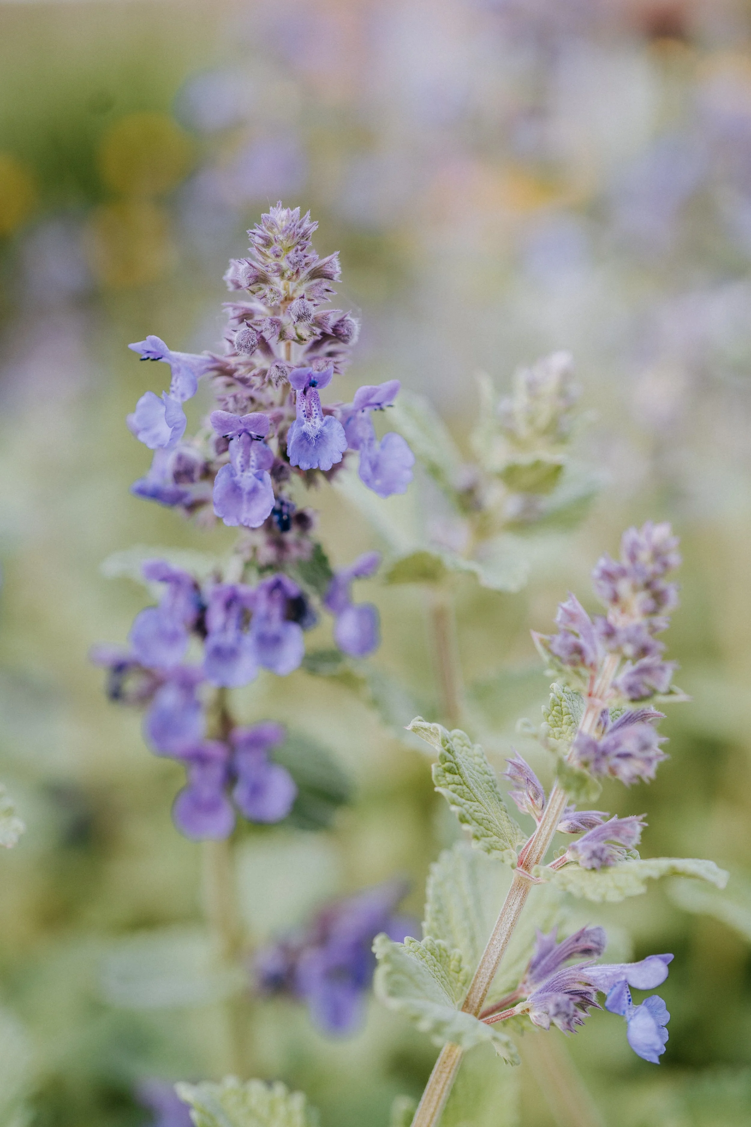 Close-up of purple lavender flowers and green leaves with a blurred colorful background.