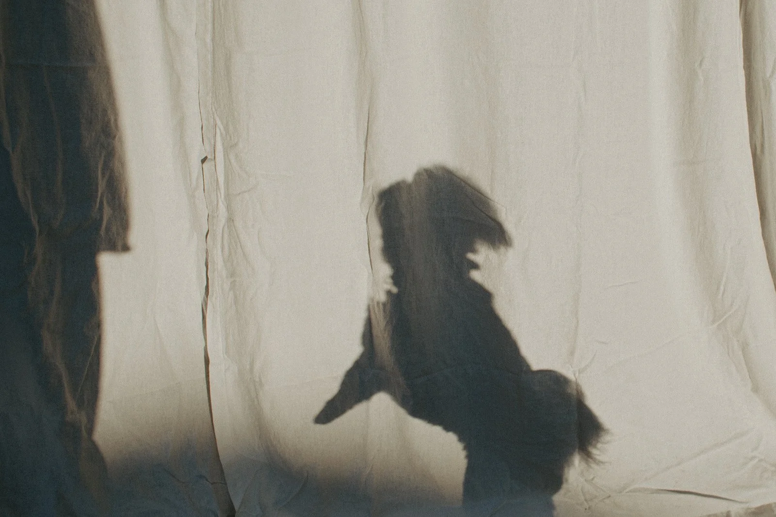 The shadow of a dog is cast on a white sheet of fabric.