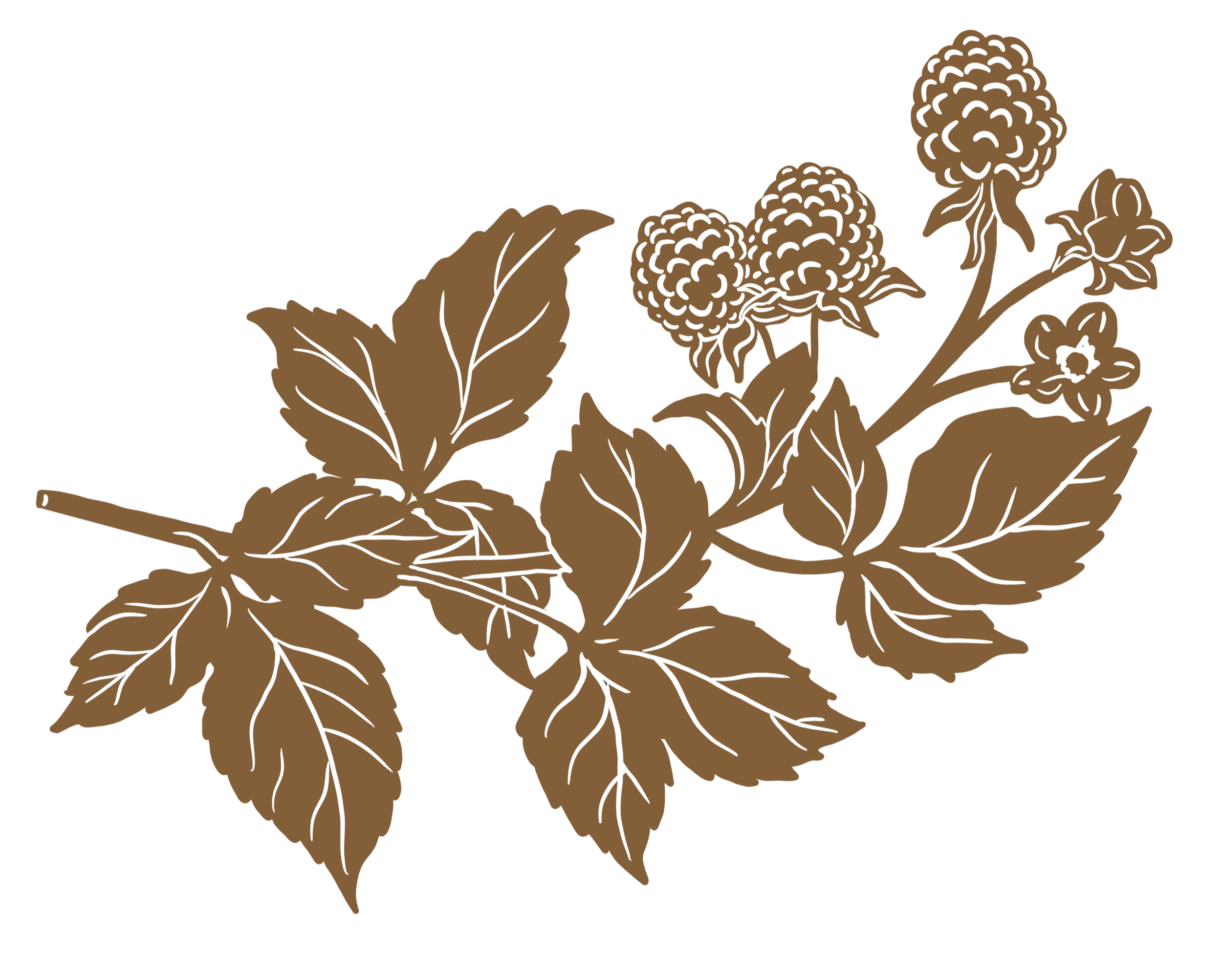 Illustration of a raspberry branch.