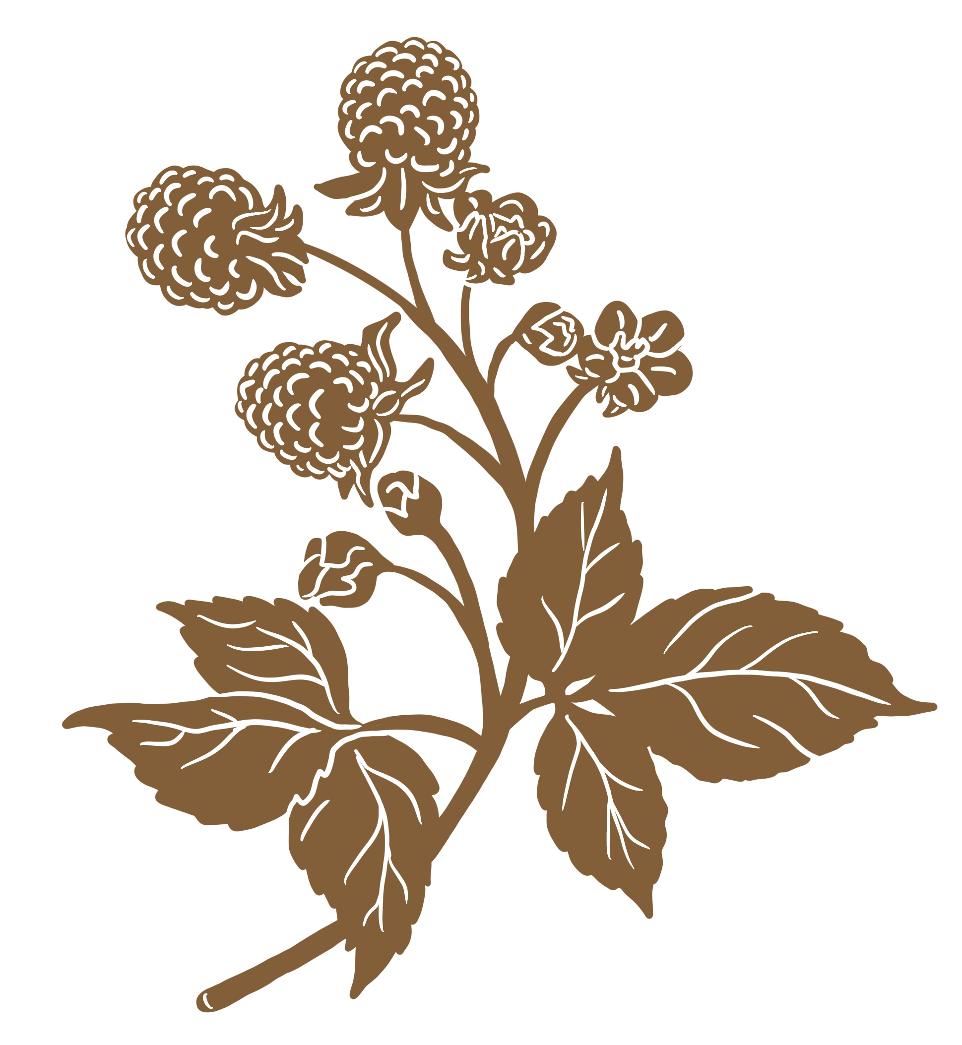 A brown illustration of a raspberry plant with leaves and berries.