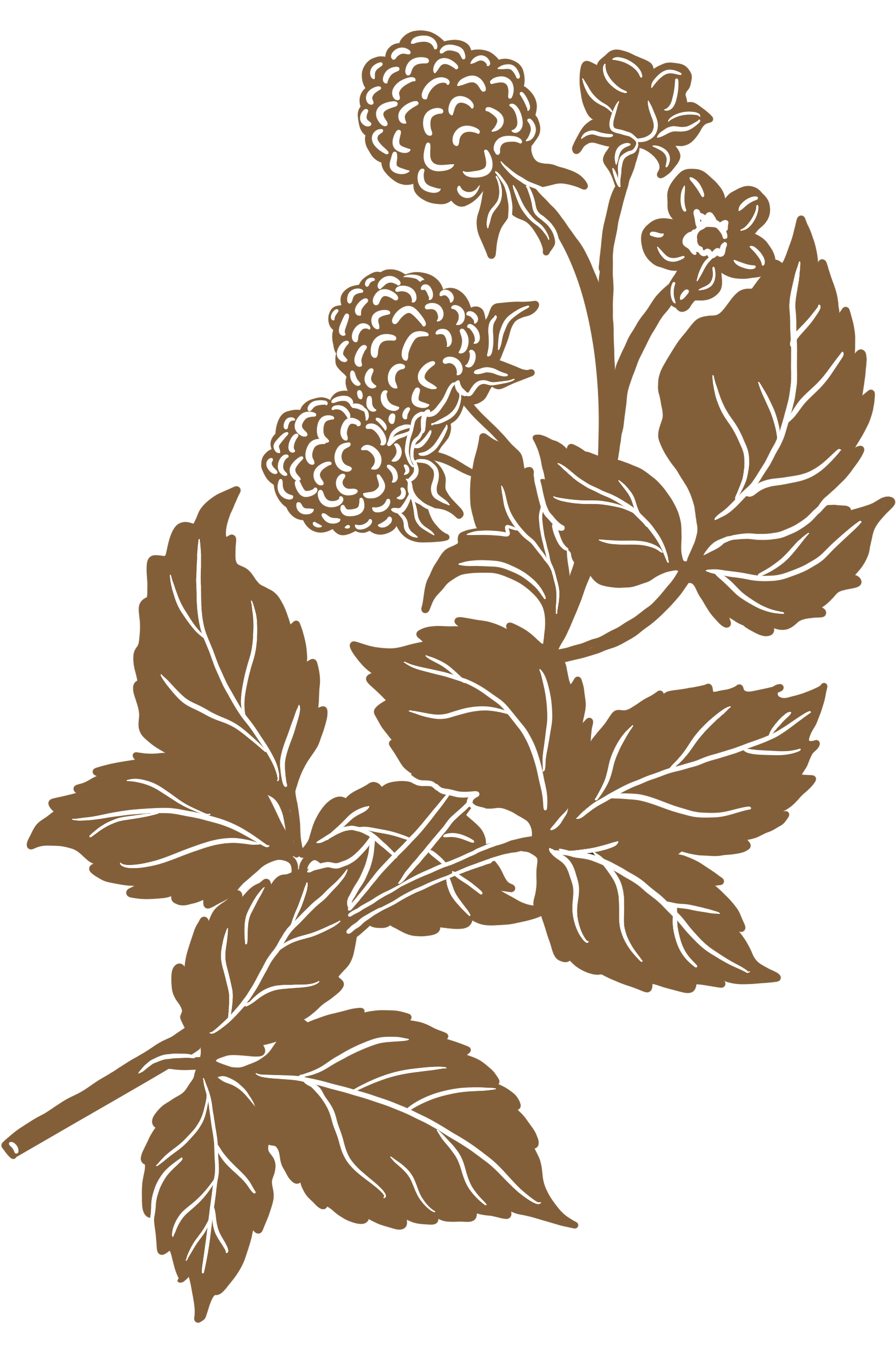 Illustration of a branch with leaves and berries.