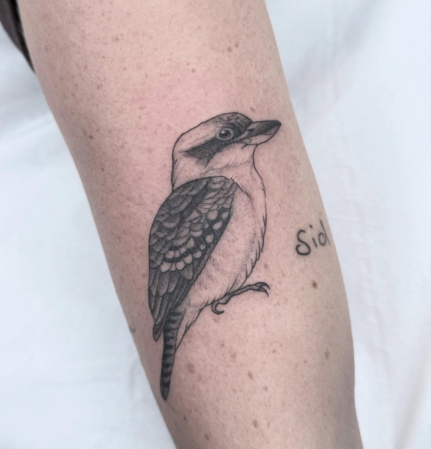 Kookaburra for my babe @tabithaholdstock 💗 

#tattoo #inked #kookaburra #australianbirds #fineline #finelinetattoos #bird #birdtattoo #femaleartists #femaletattooartist #studio #tattooed