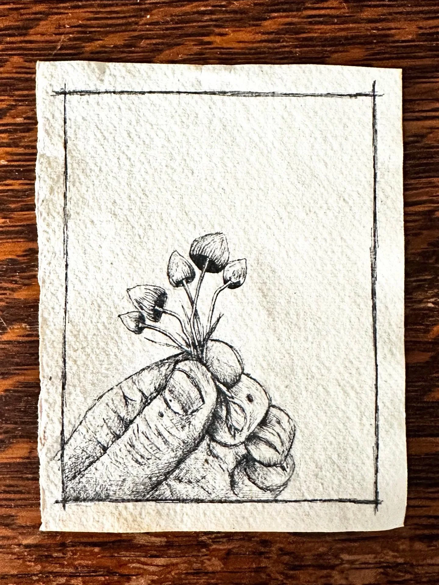 mushrooms &amp; forest walks 
plant allies 🌿✨