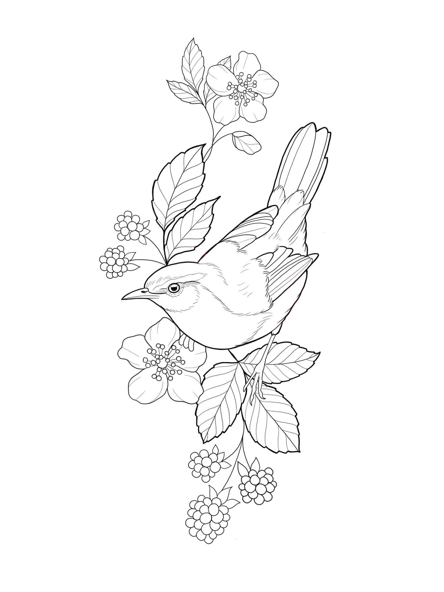 -// Cetti&rsquo;s Warbler and Blackberries \\- I would LOVE to tattoo this cutie on someone. Cetti&rsquo;s warblers are most commonly found in reed beds and scrub/bracken near water, they have a very loud distinctive call. Heard before seen usually!!