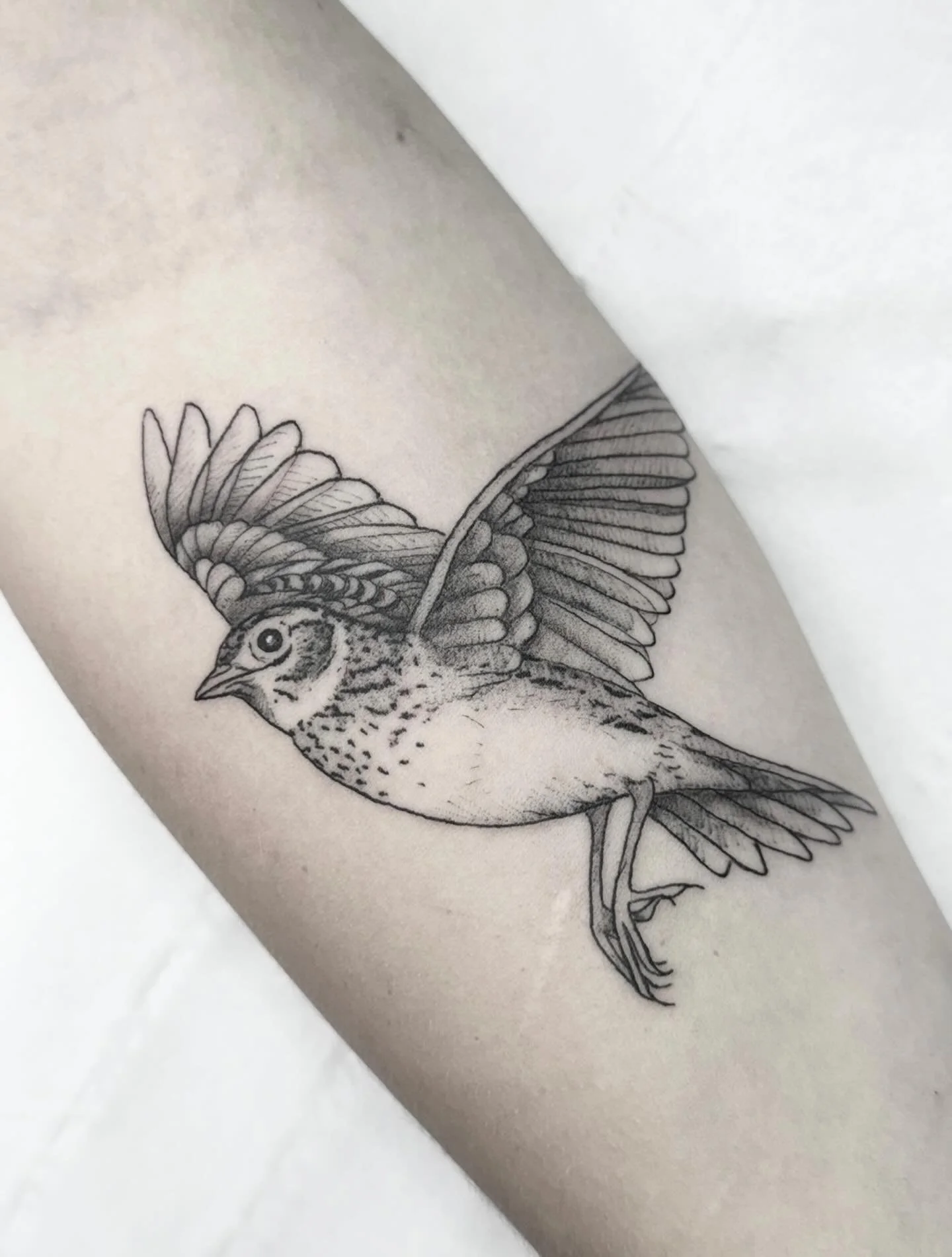 -// Skylark \\- throwback to this cutie Skylark for an absolute babe 🥰 

#birdtattoo #uktattoo #blackworktattoo #femaletattooist #naturetattoo