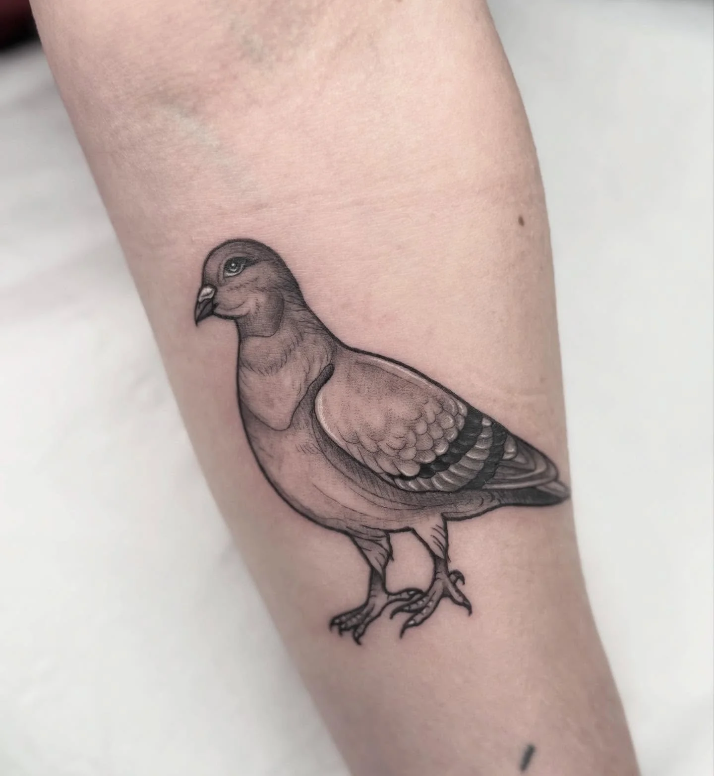 I got to tattoo one of my favourite people in the world today- thank you @meettheanderssons 💗🌿🥰 

Thank you for the best day and picking the best tattoos 💗🫶🏻

#tattoo #blackworktattoo #pigeon #femaletattooist #uktattoo