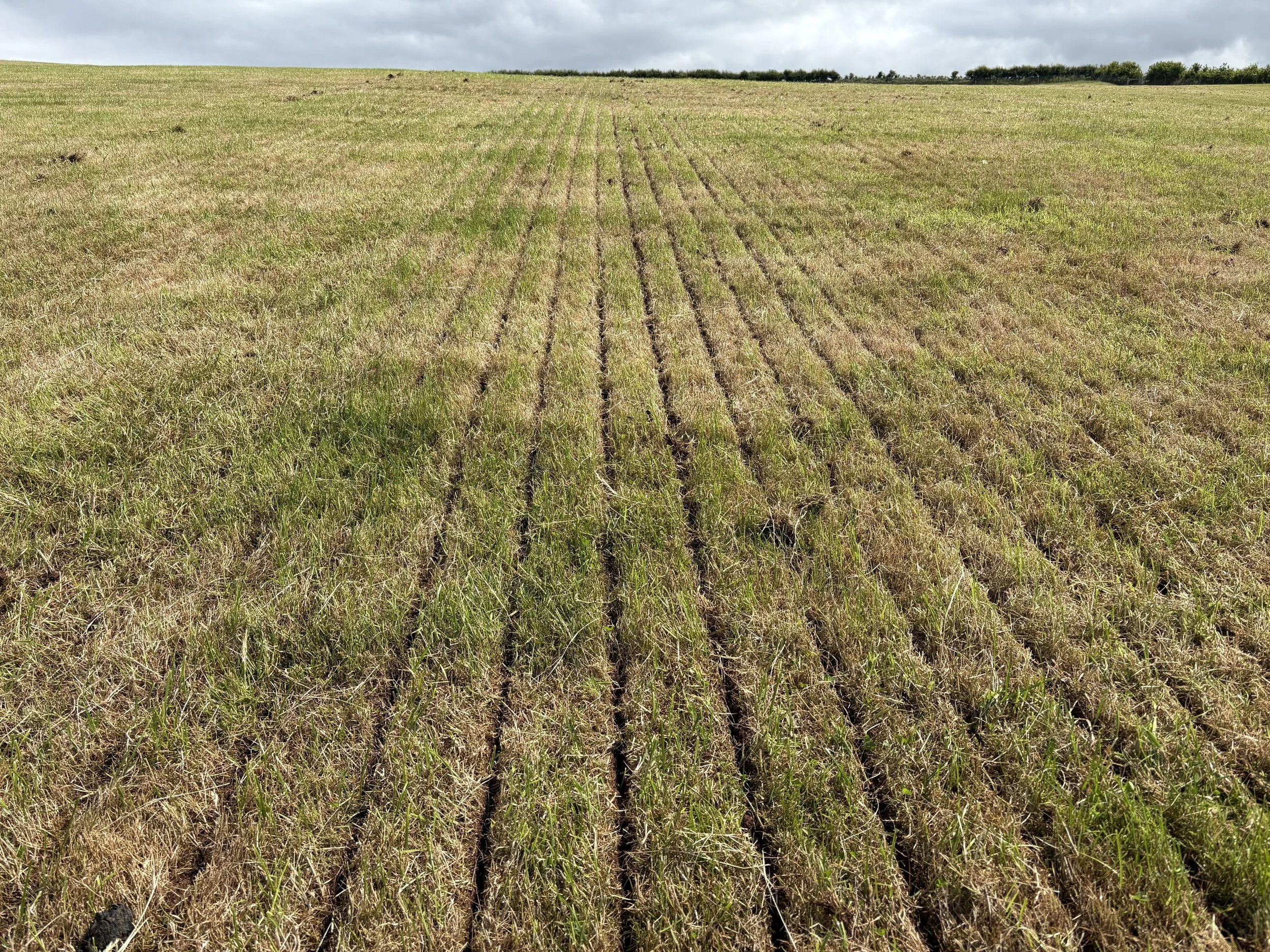 Direct Drilling Ryegrass - Brecon