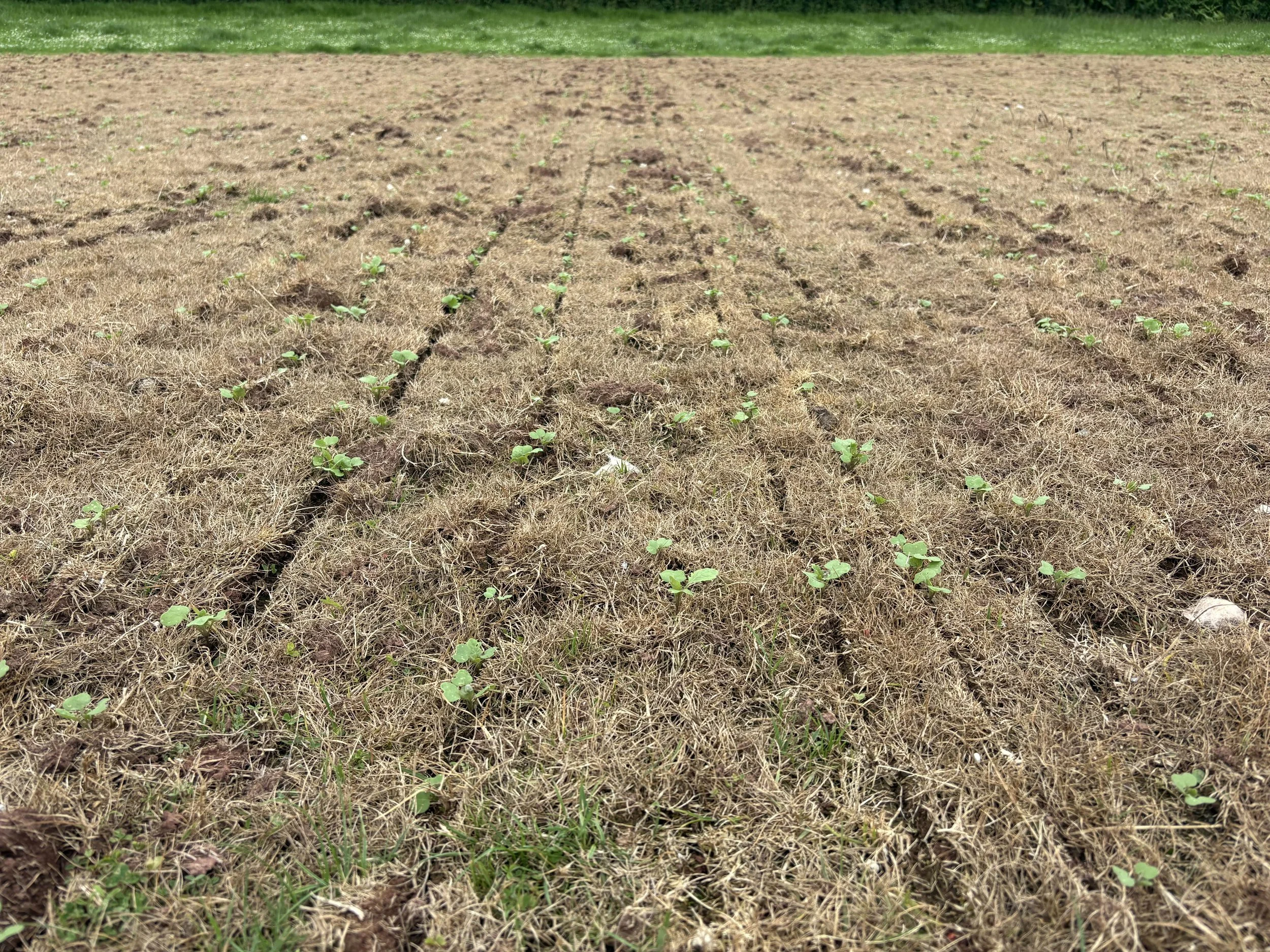 Sprayed off Grassland Pasture - Direct Drilling Swedes - Brecon
