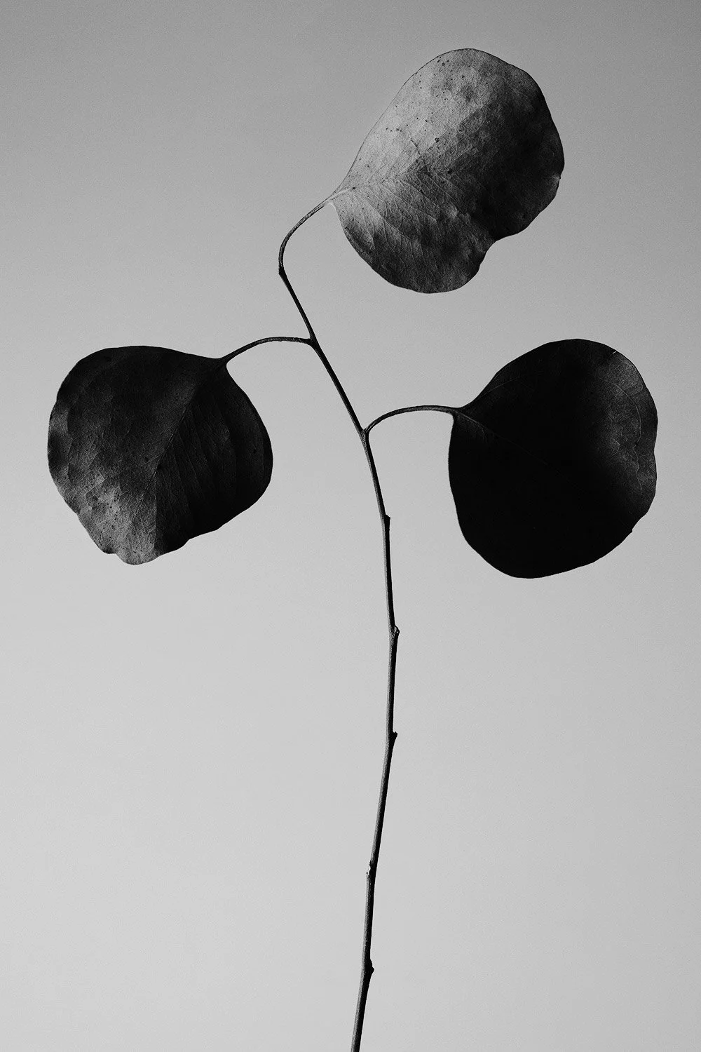 S2400224.jpg