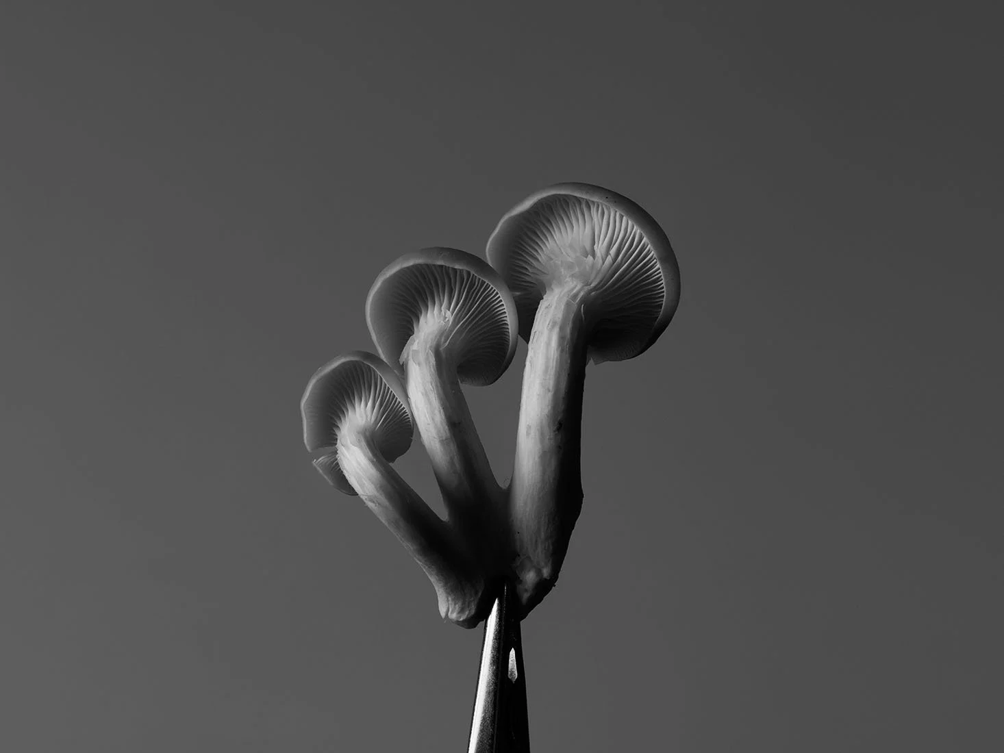 S1020824.jpg