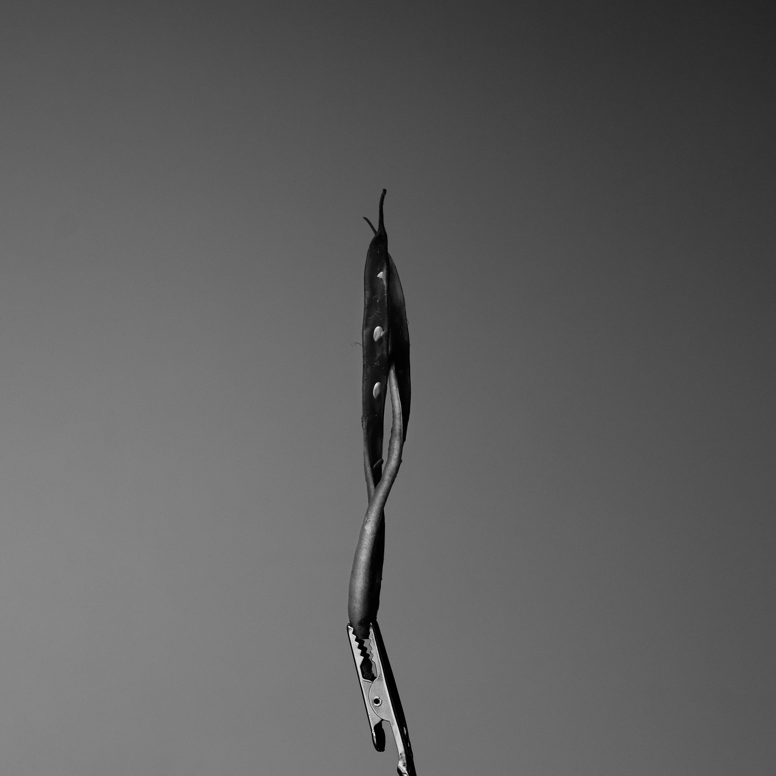 S1060206.jpg