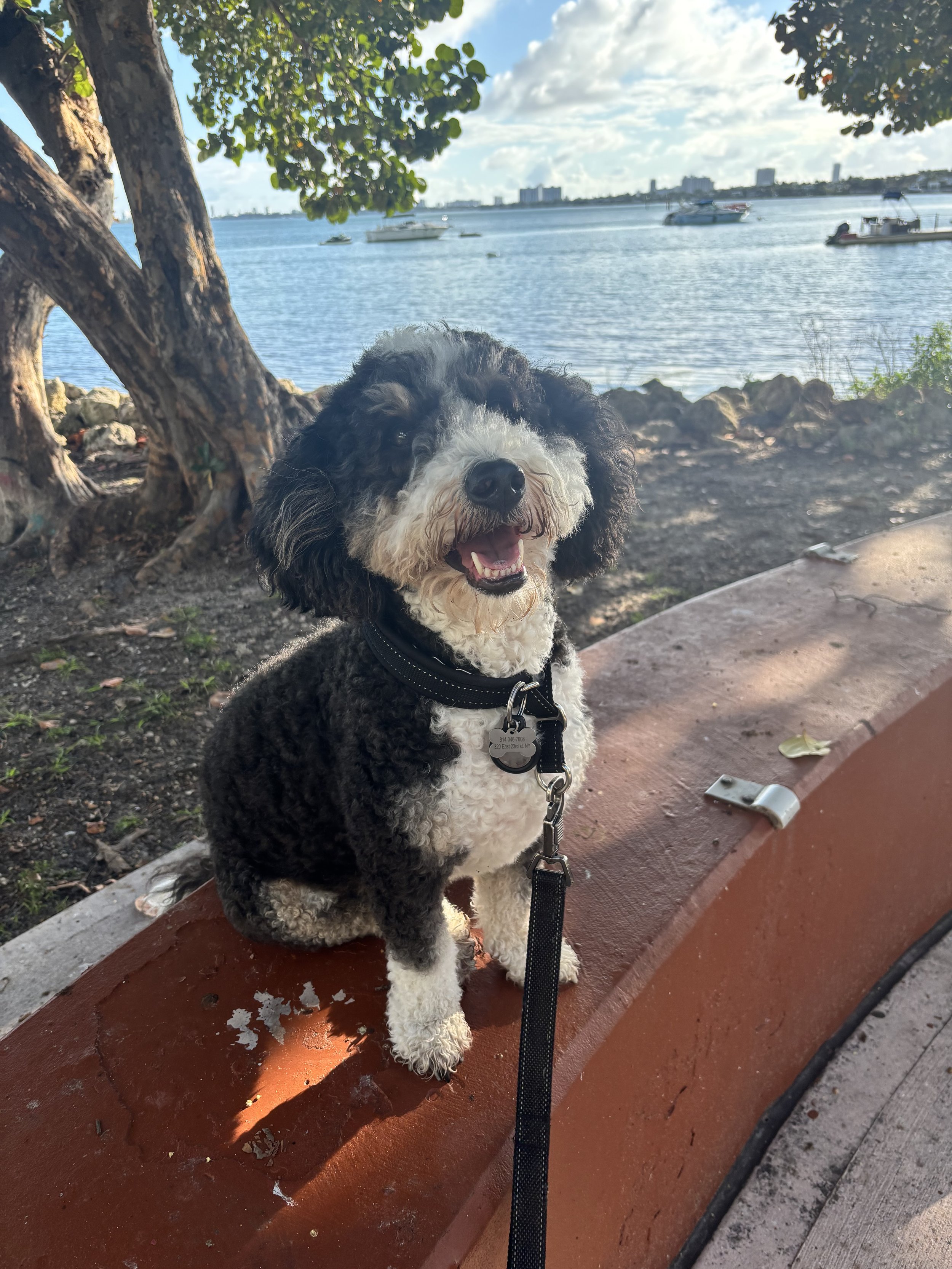 The Benefits of An Emotional Support Animal on Mental Health