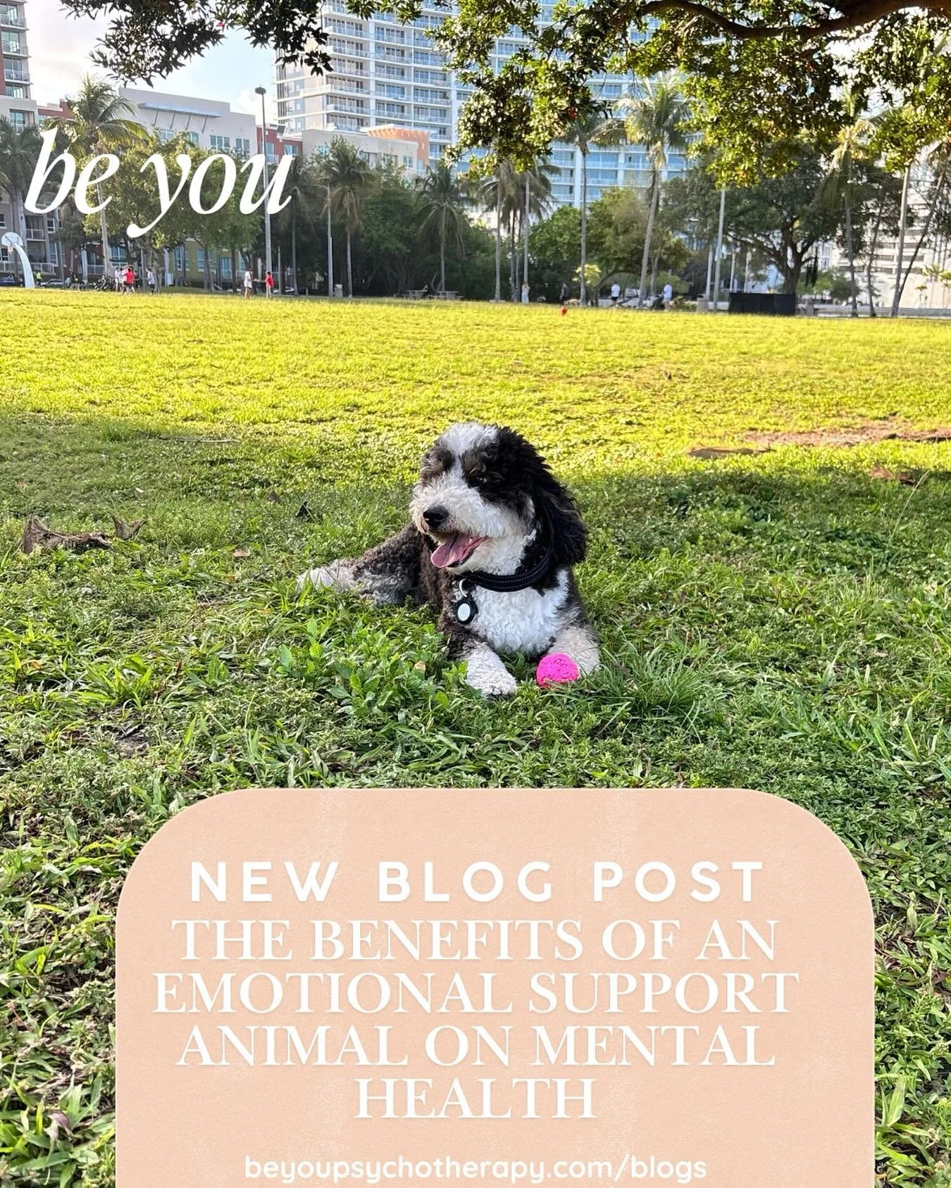 Are you experiencing some sort of life transition, period of anxiety, depression or heightened stress? Research shows that Emotional Support Animals can be a support to your mental health (in addition to therapy)! Find out why at beyoupsychotherapy.c