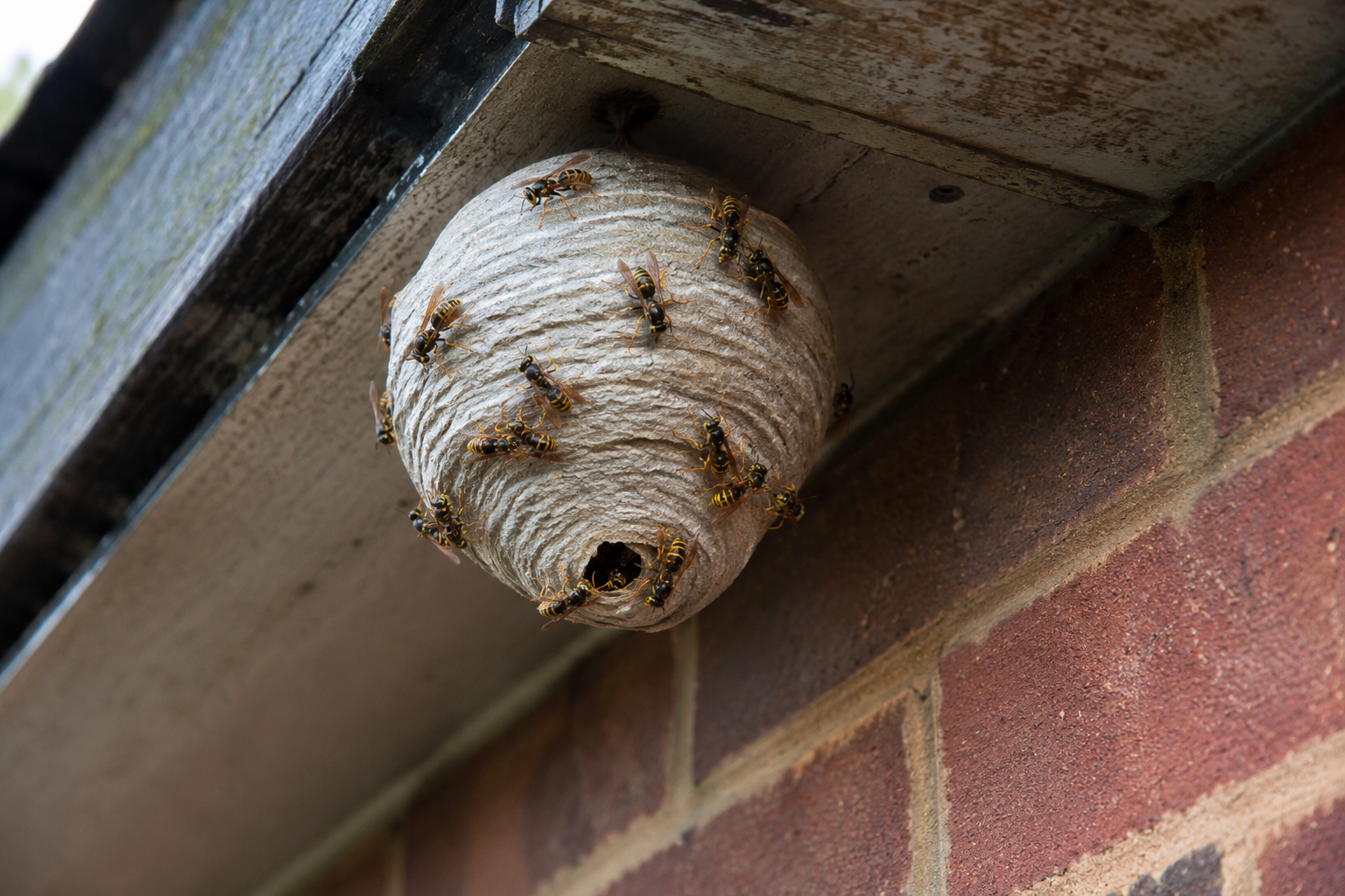 Wasp Season in Bristol &amp; Bath: When to Act and How to Stay Safe
