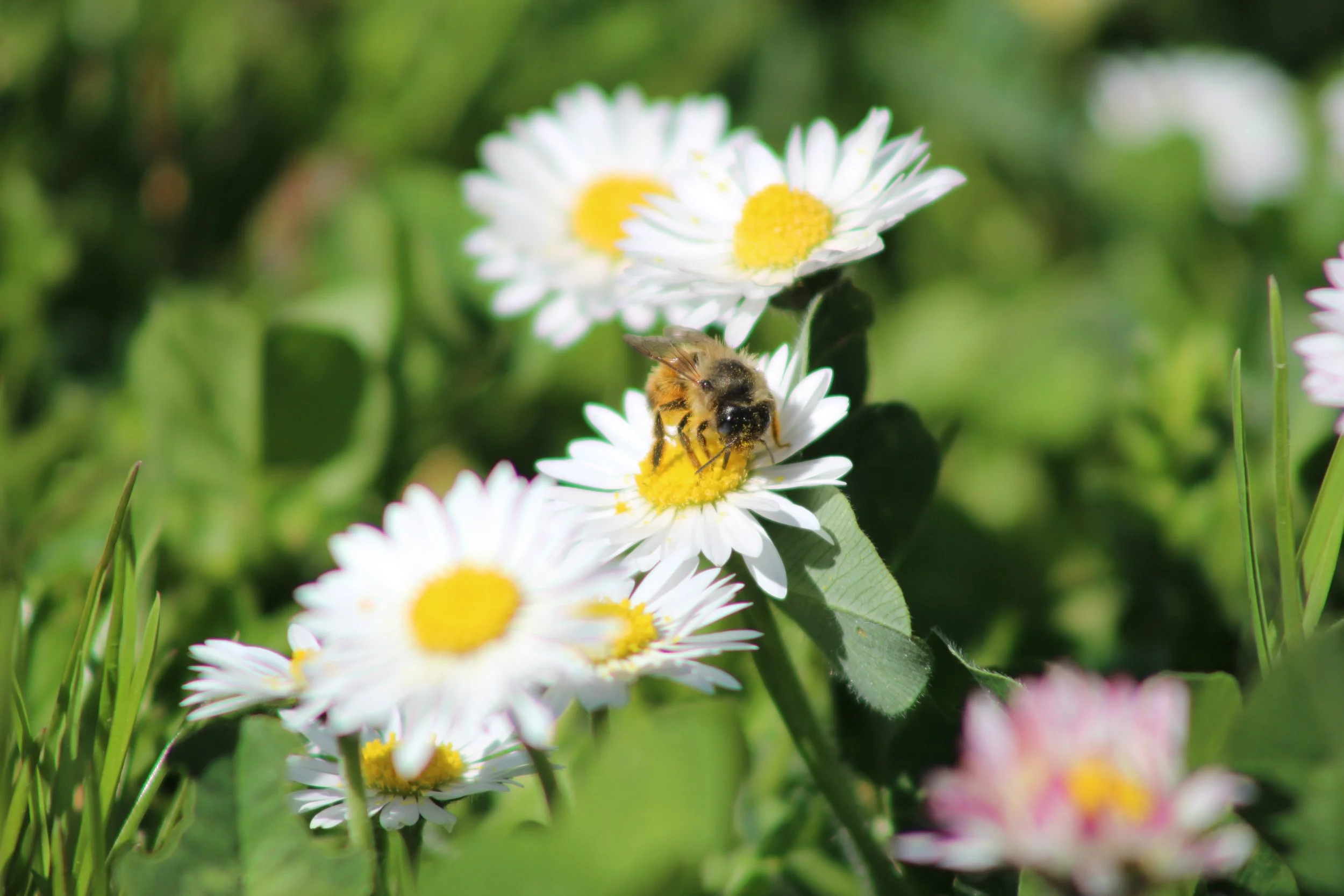 Wie ich mich entscheiden kann