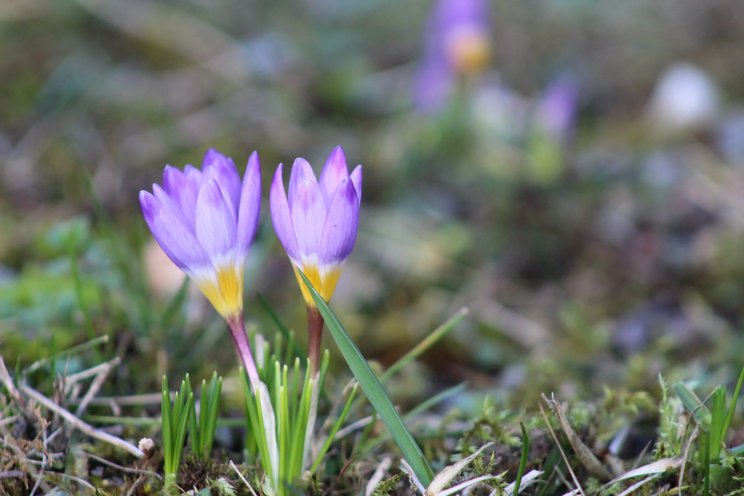 Kündigung während Schwangerschaft, Mutterschaftsurlaub oder danach- was gilt?