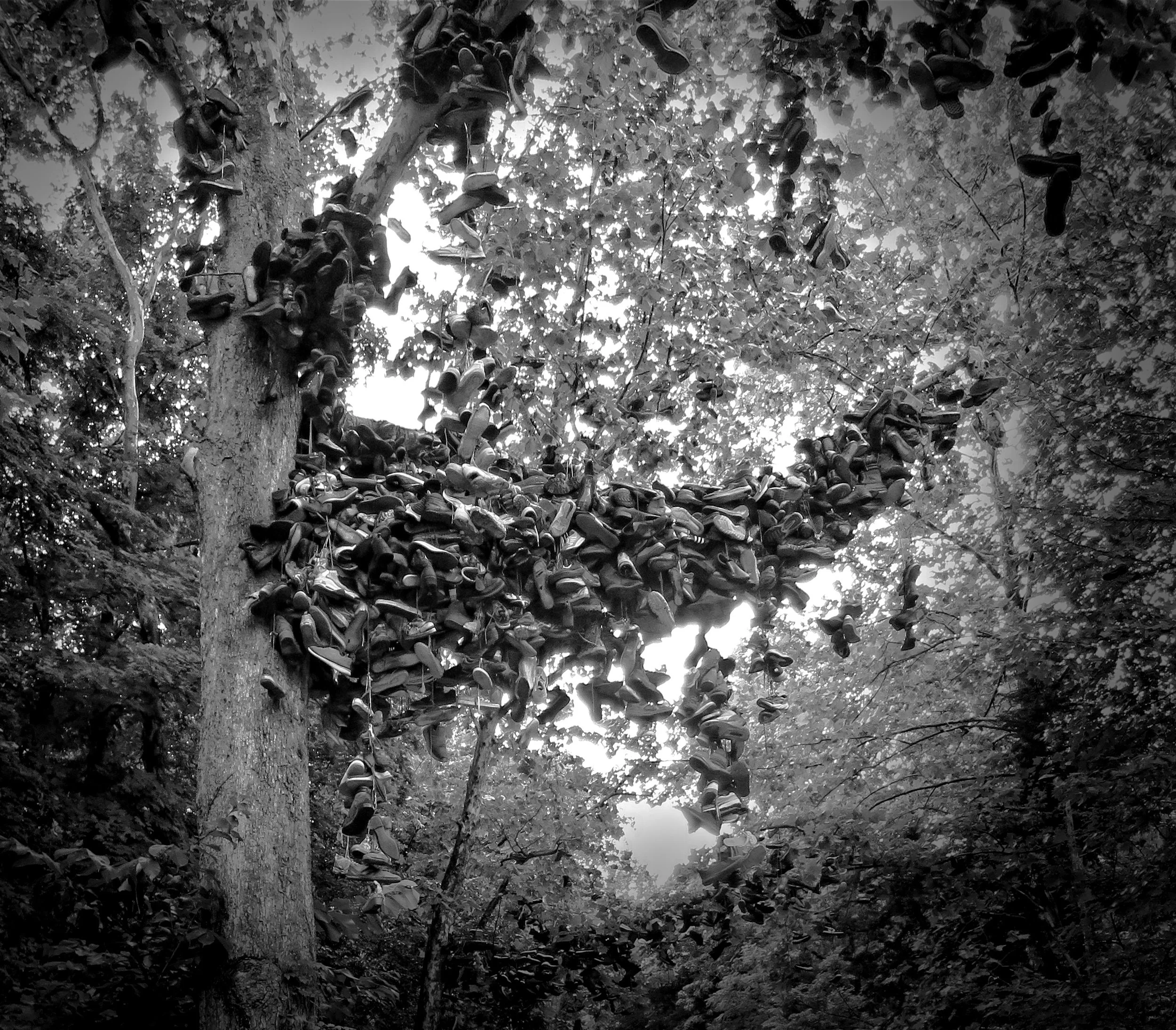 Shoe Tree in Milltown