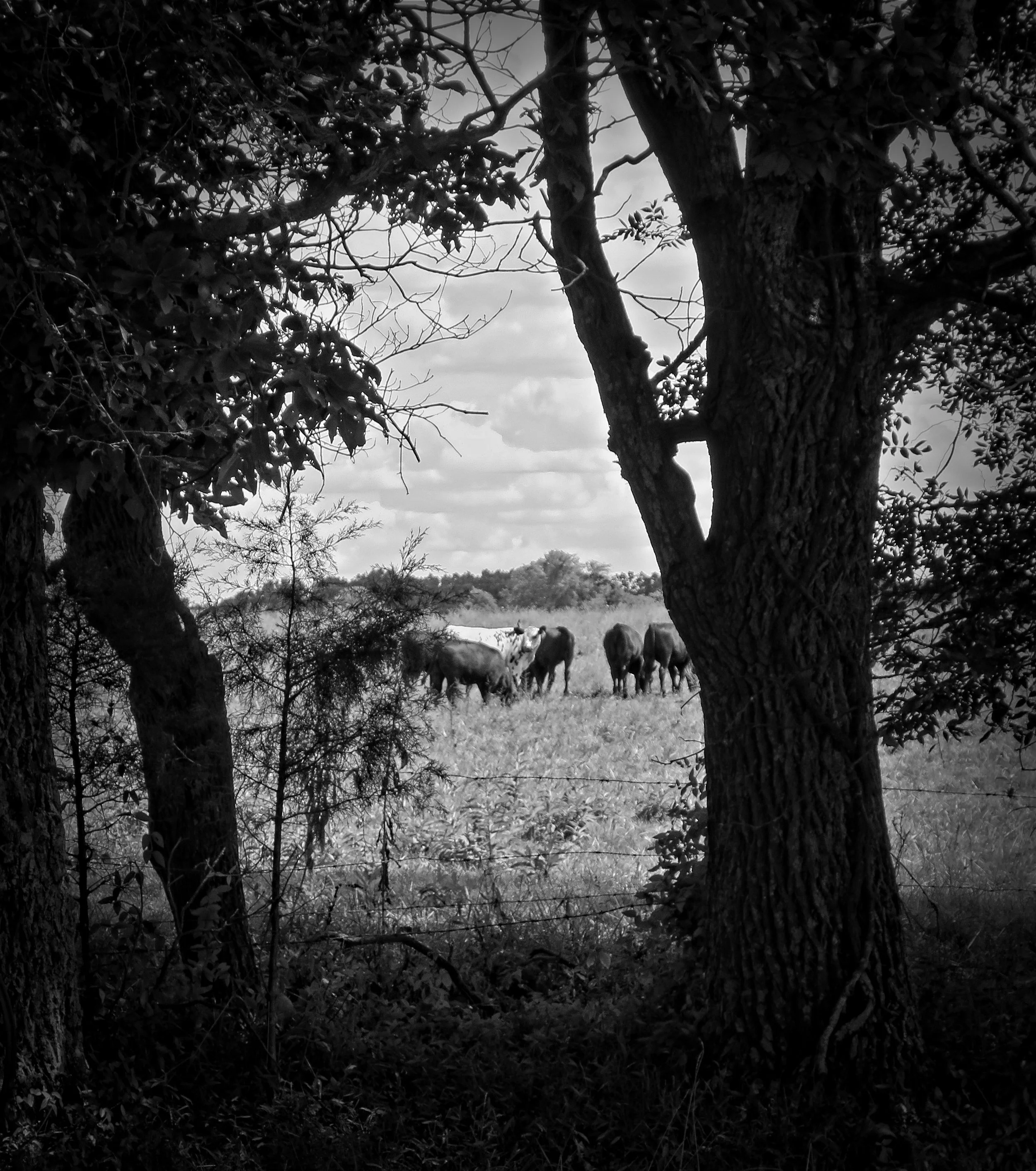 Farm and Cattle