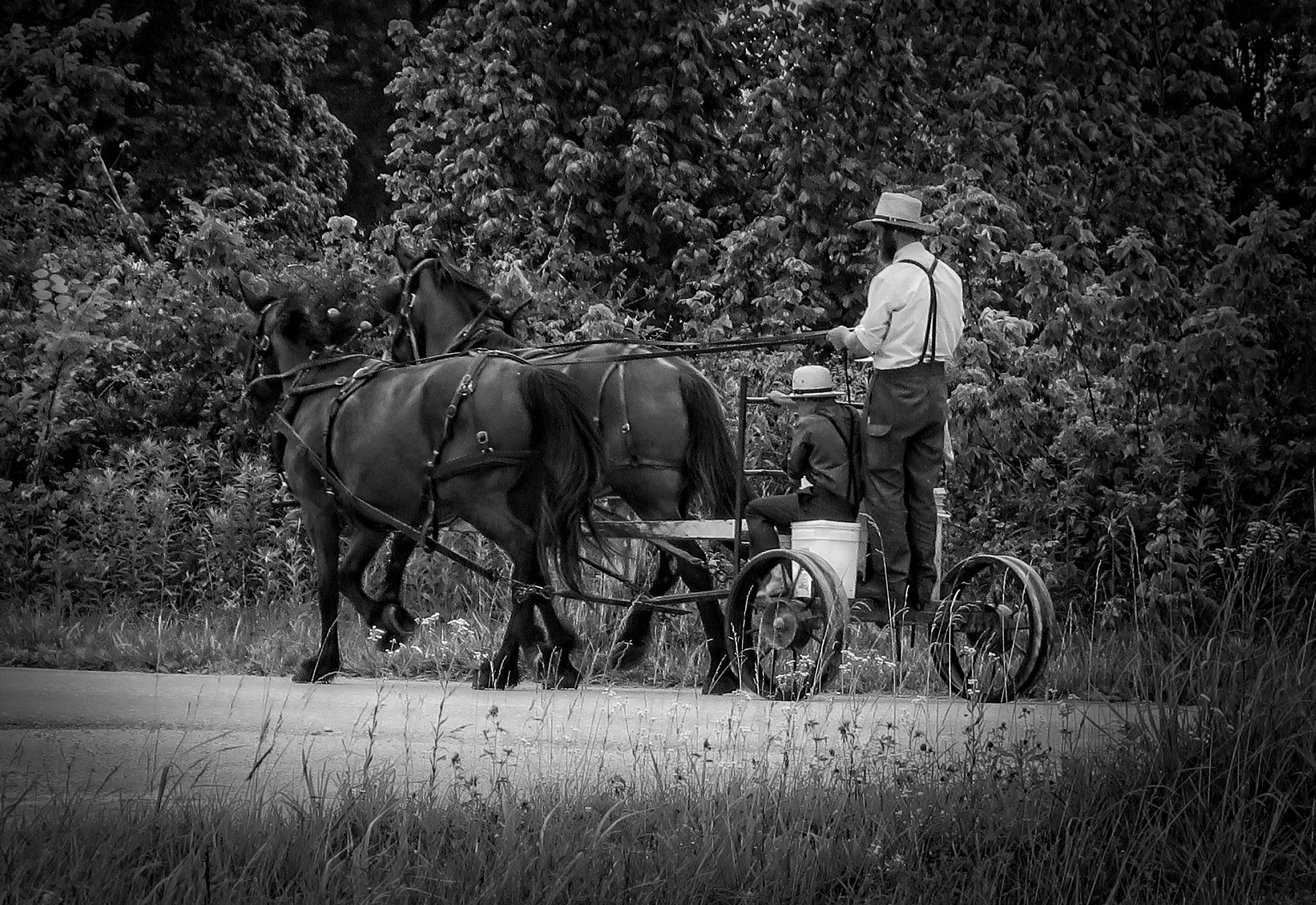 The Amish at Magnolia