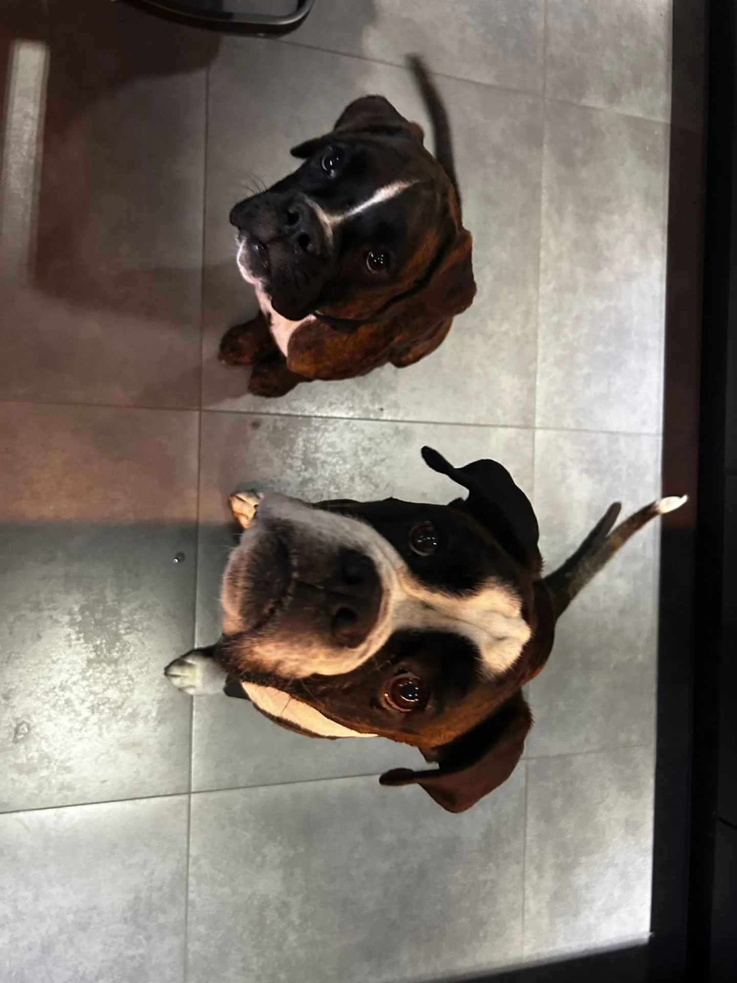 ✨ Die Welpenzeit vergeht so unglaublich schnell 🐾 &ndash; gef&uuml;hlt blinzelt man einmal und aus dem kleinen, tapsigen Welpen wird ein stolzer, gro&szlig;er Hund. 💕 Jeder Tag ist voller Abenteuer, Kuscheleinheiten und unvergesslicher Momente &nda